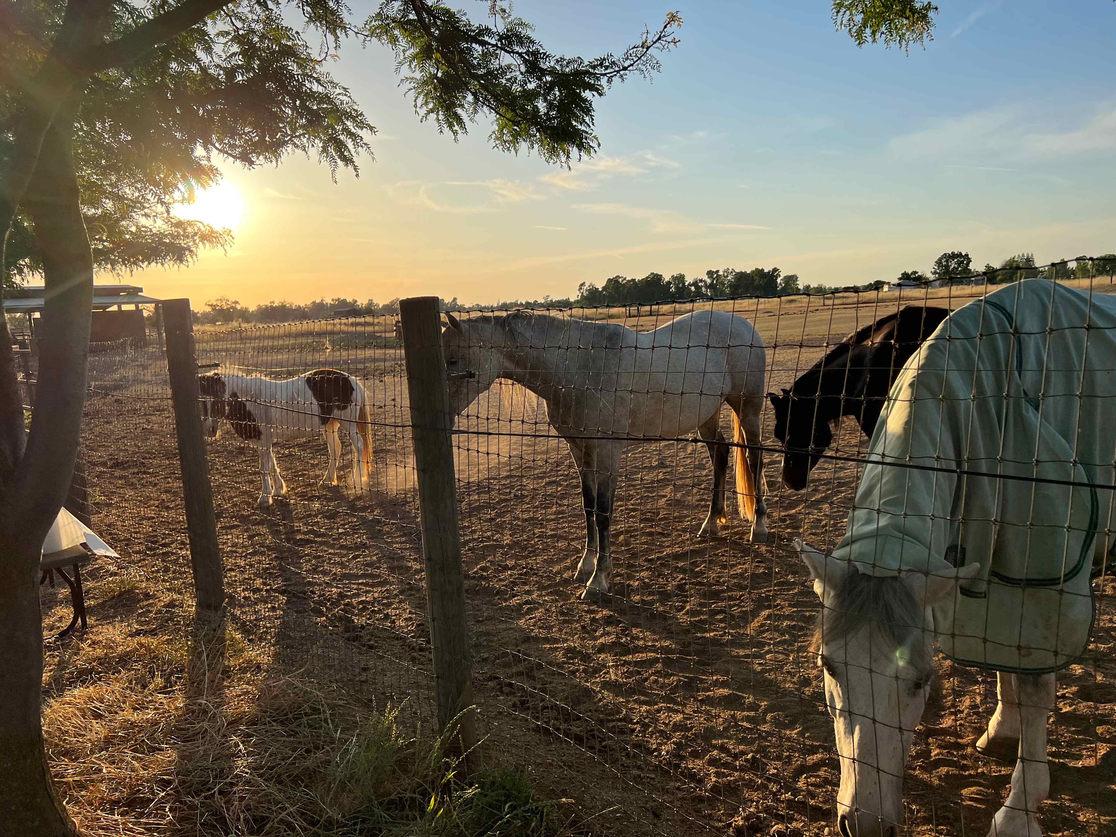 Hirst Horse Ranch