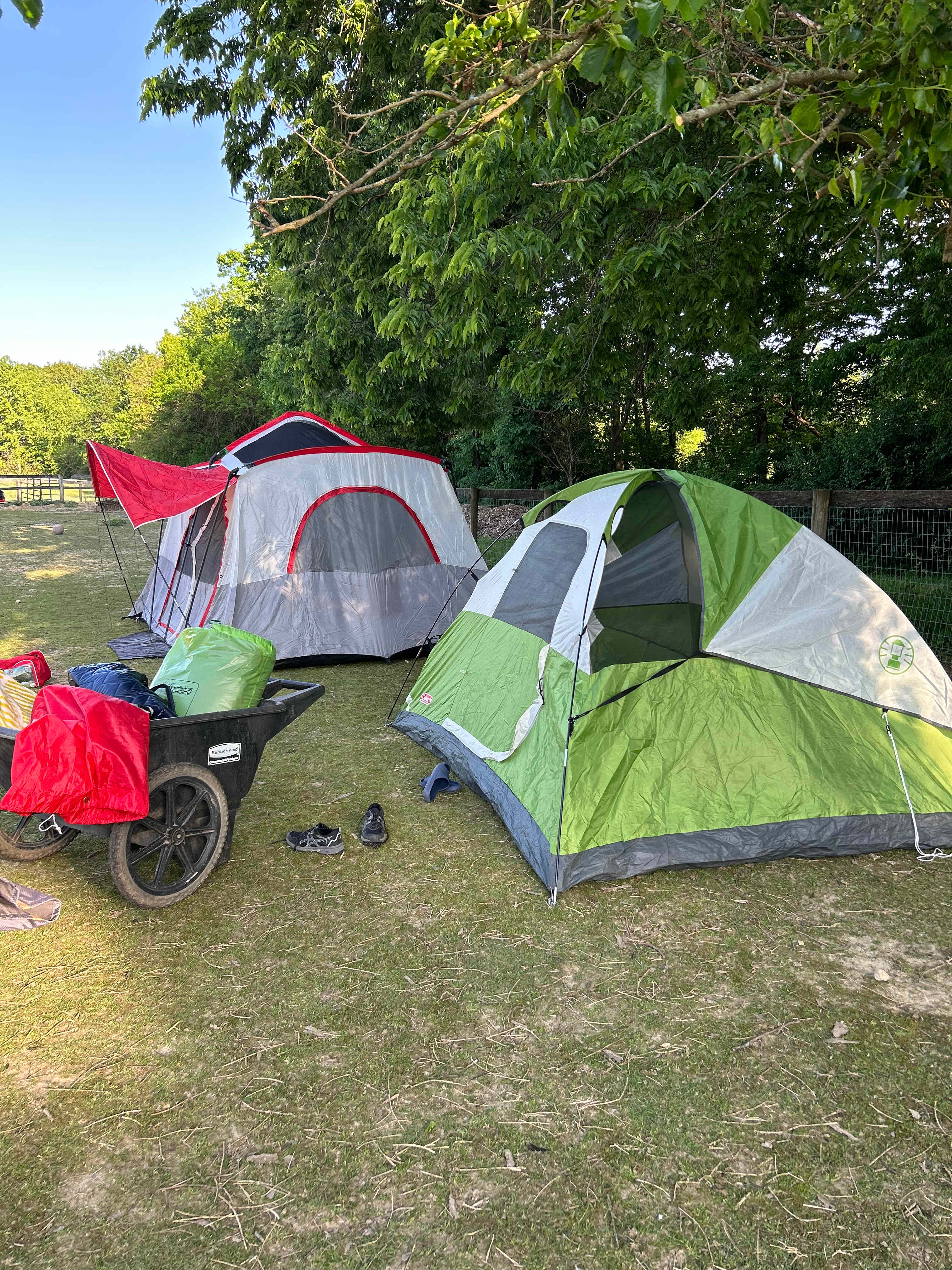Camp with Alpacas at Aris Farm