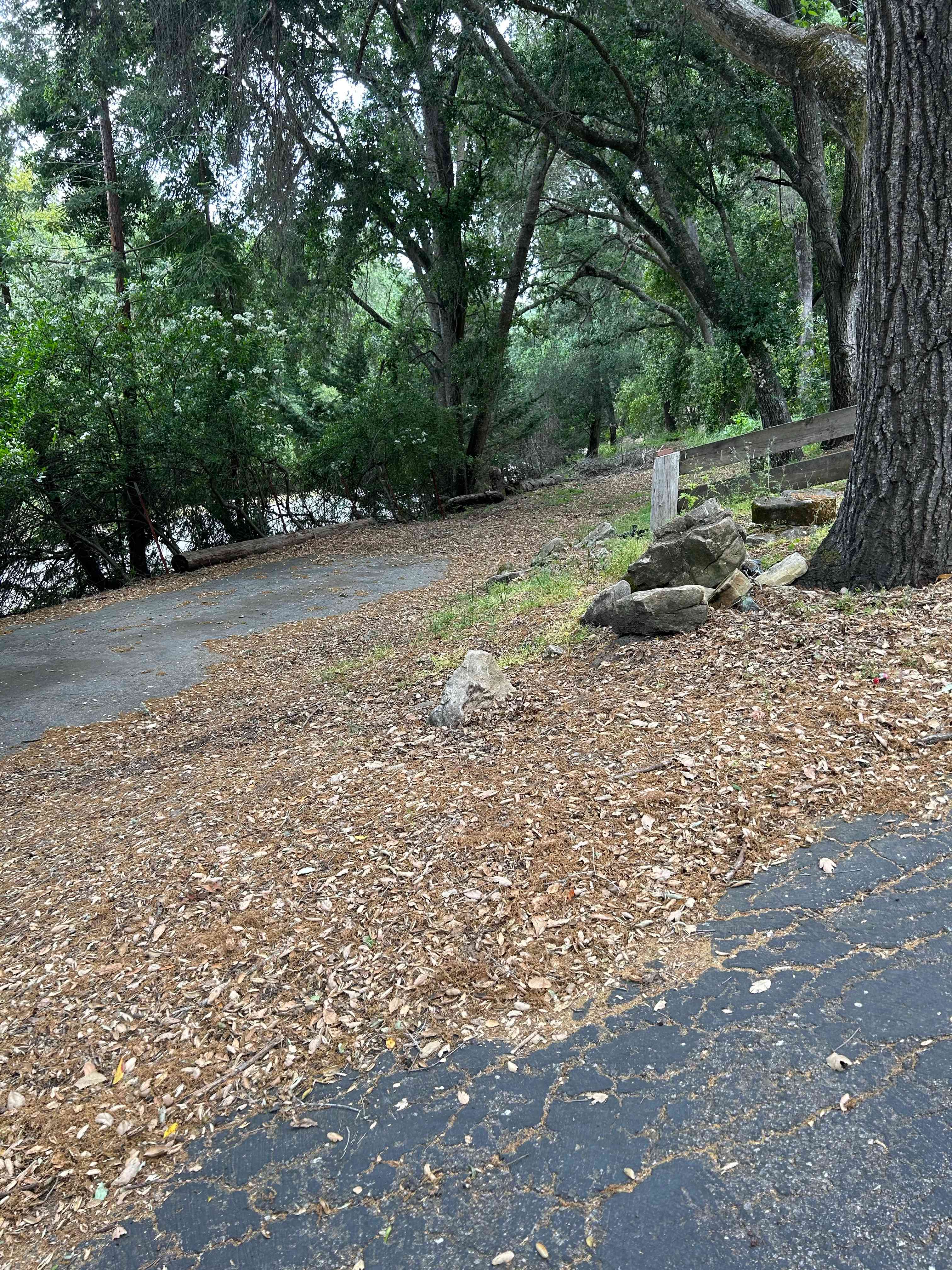 Oak Serenity
