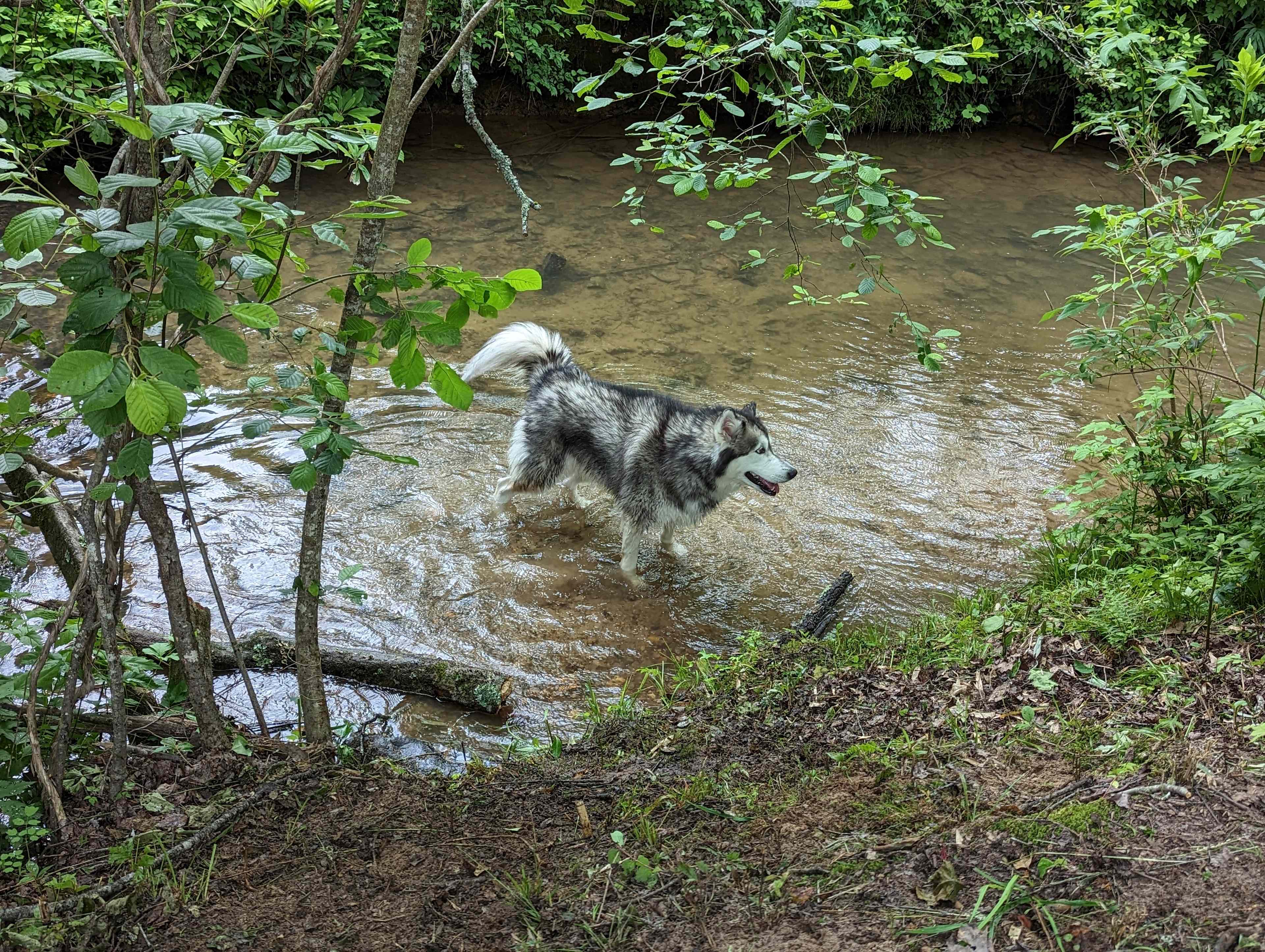 Creekside Bliss