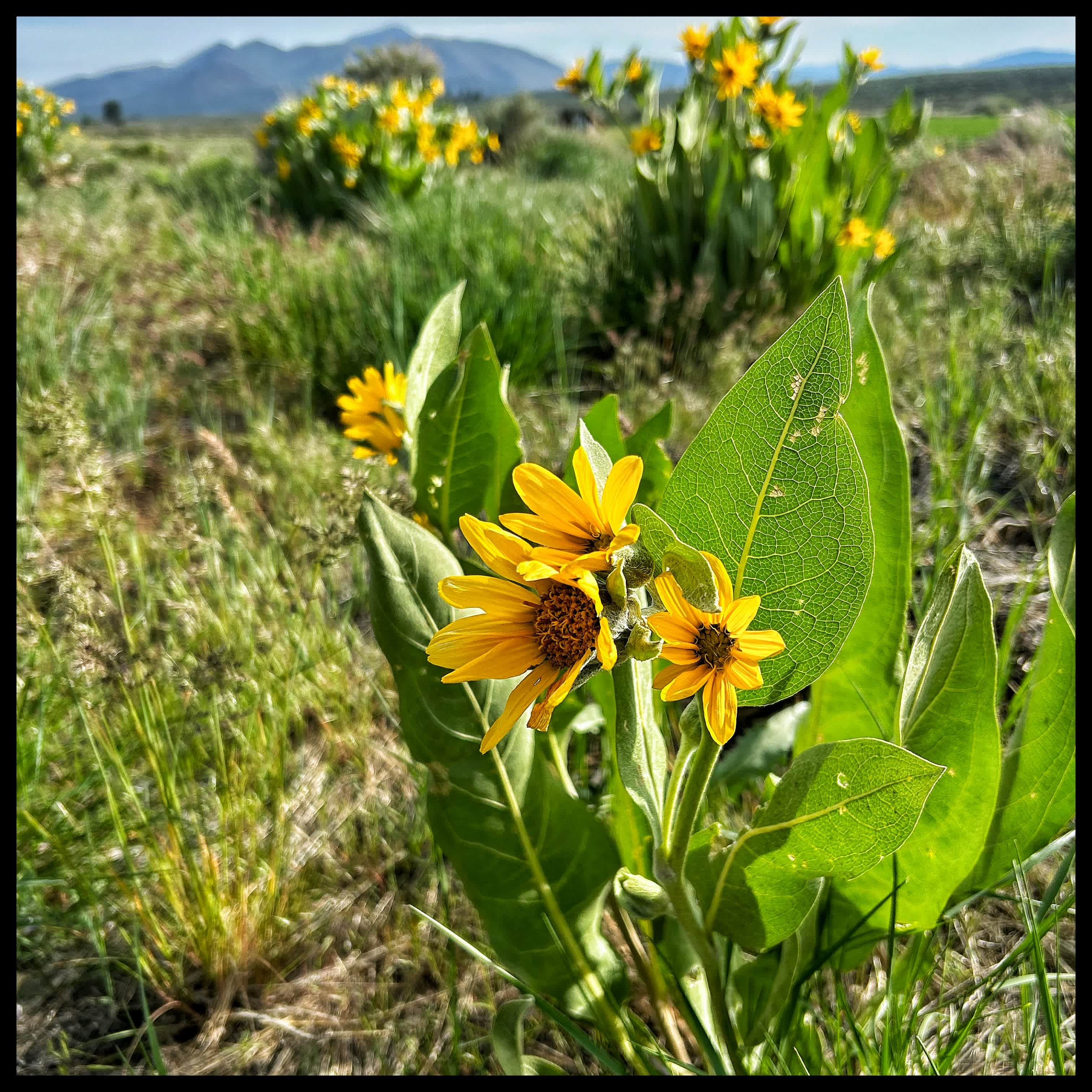 Balsam root bloom