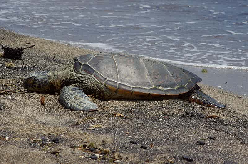 Ho'okena Beach Park