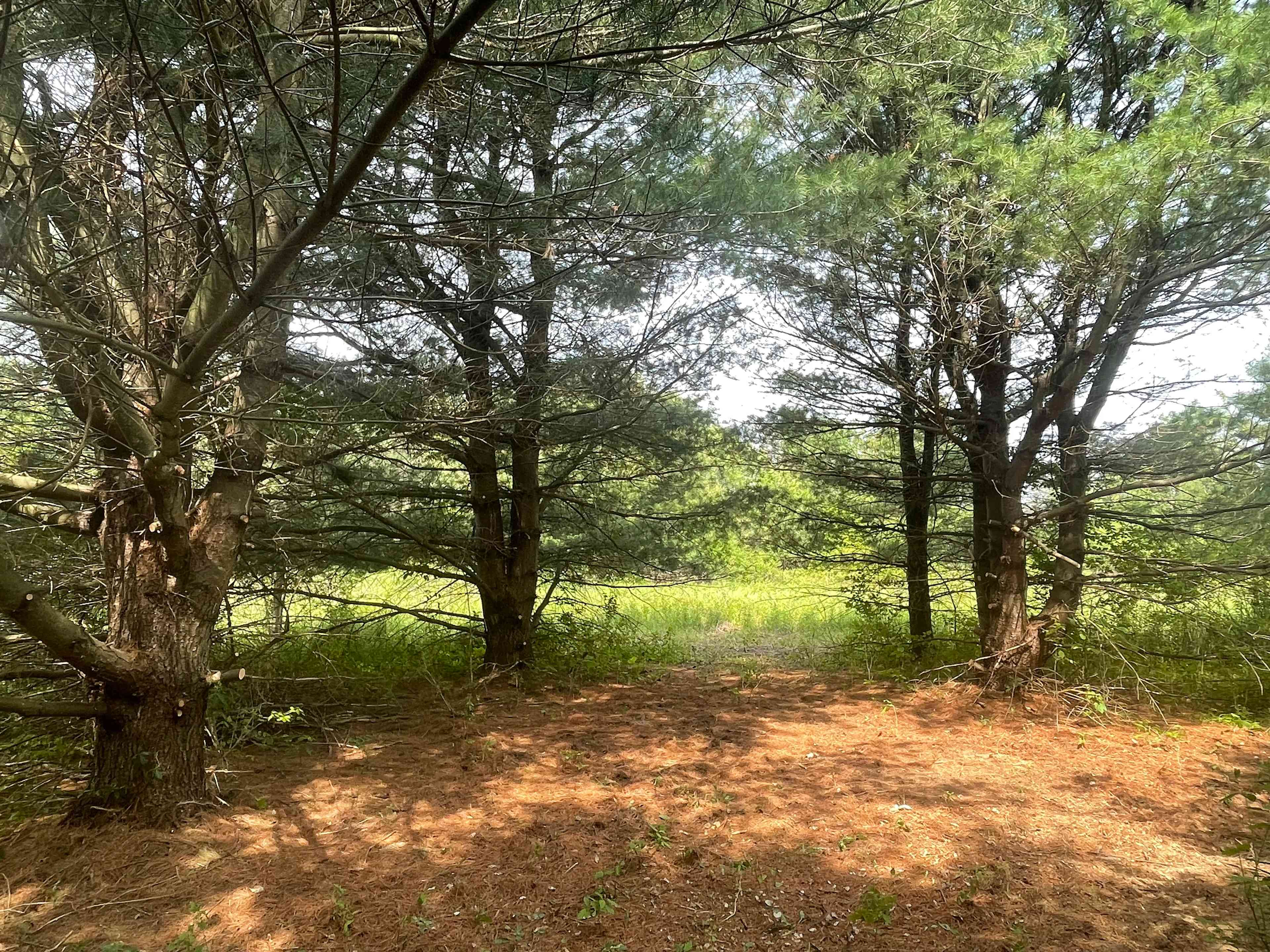 Pitch your tent on a bed of pine needles in the shade of mature pine trees, with a view to meadow