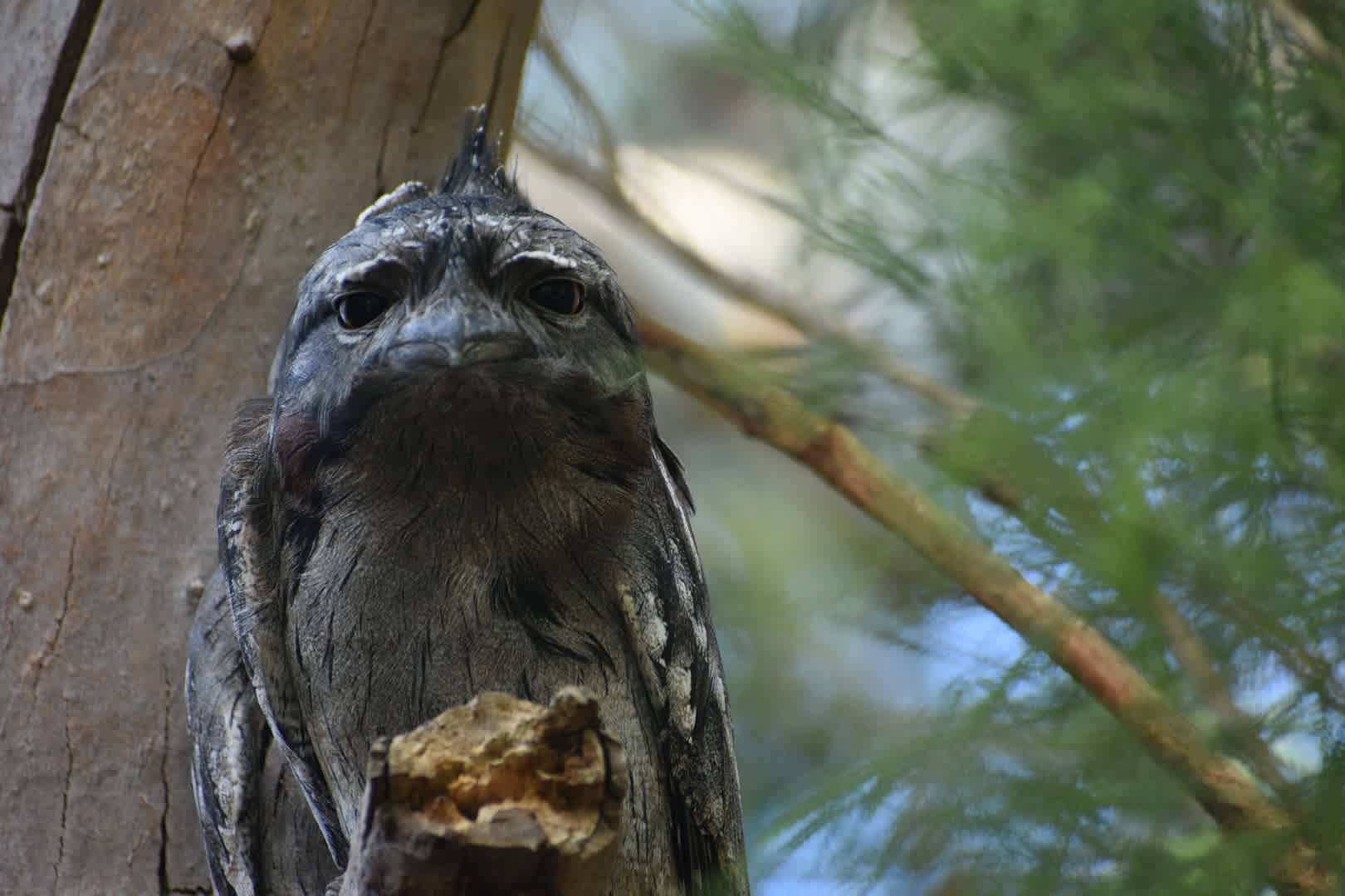 The tawny frogmouth (there's 2 in the pic but 1 is hiding behind)
