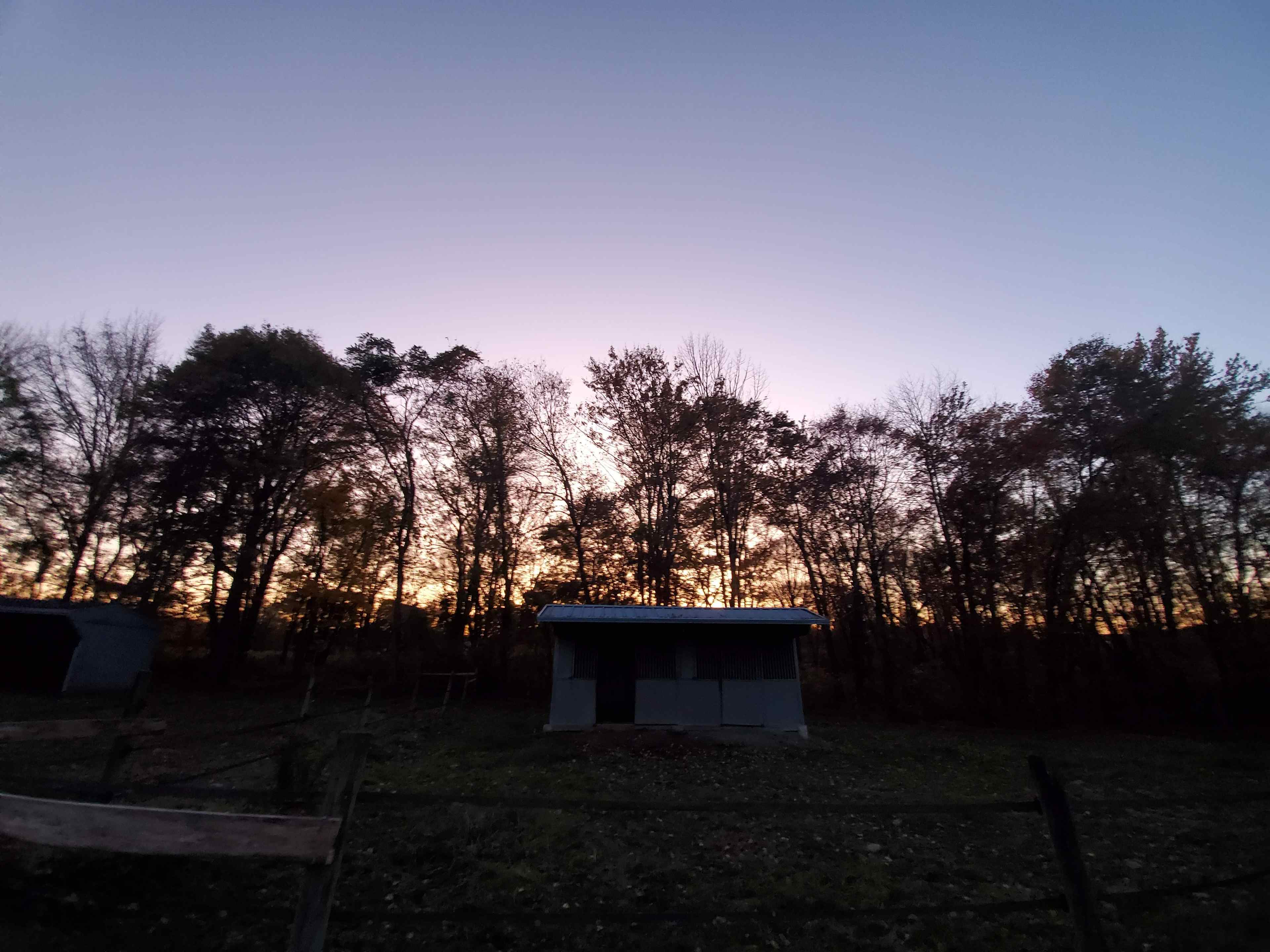 Bk Farm and Bond Longhorns
