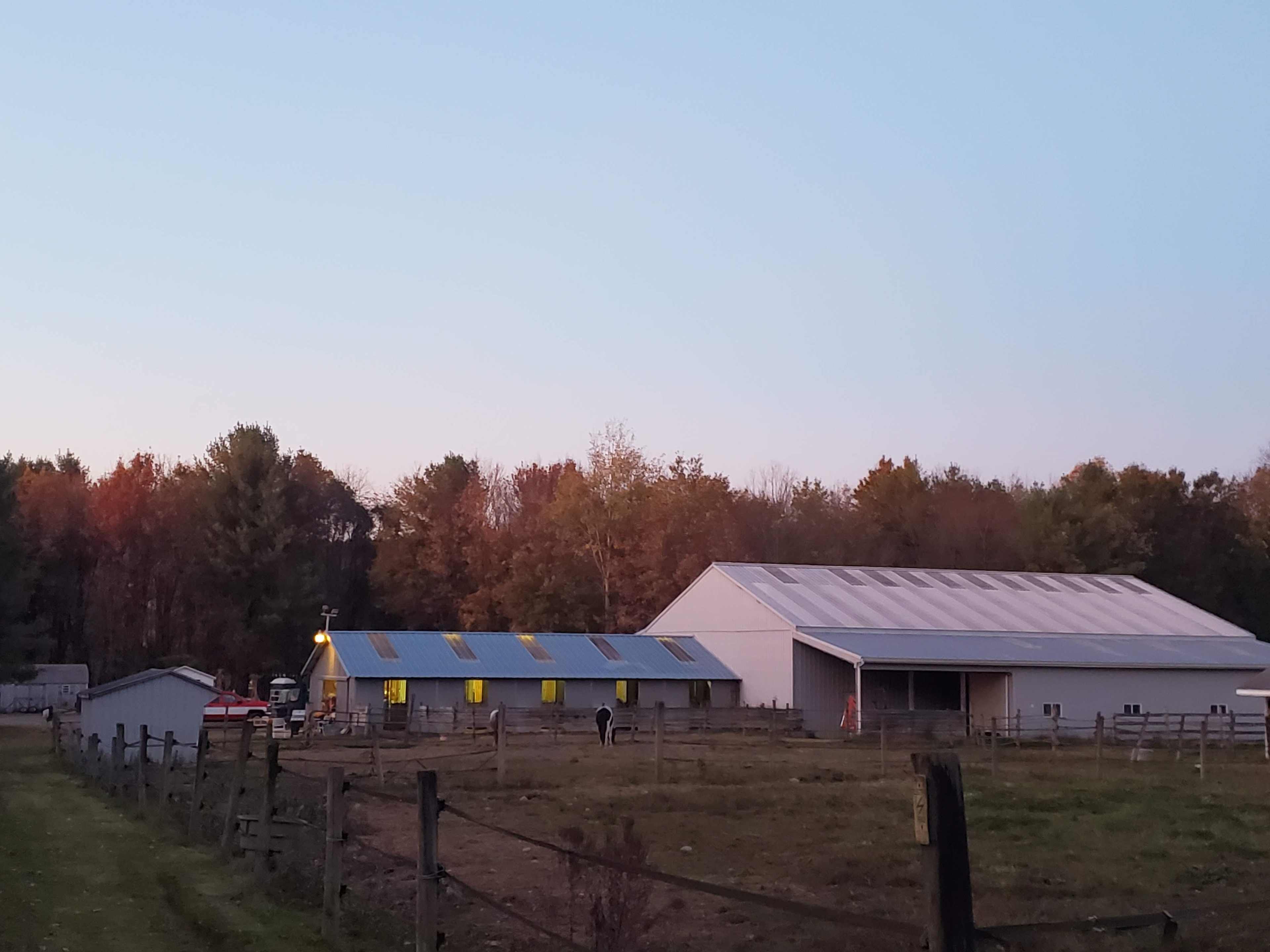 Bk Farm and Bond Longhorns