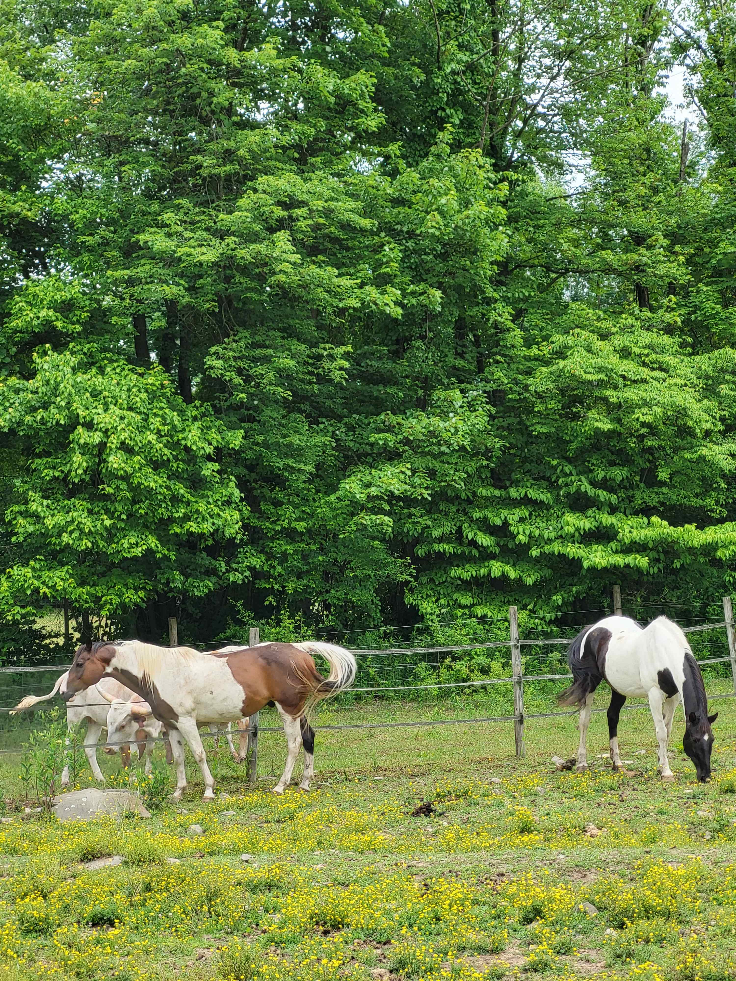 Bk Farm and Bond Longhorns