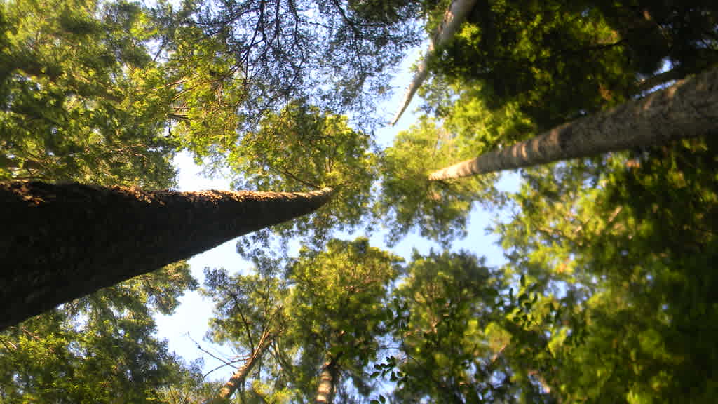 Capitol State Forest