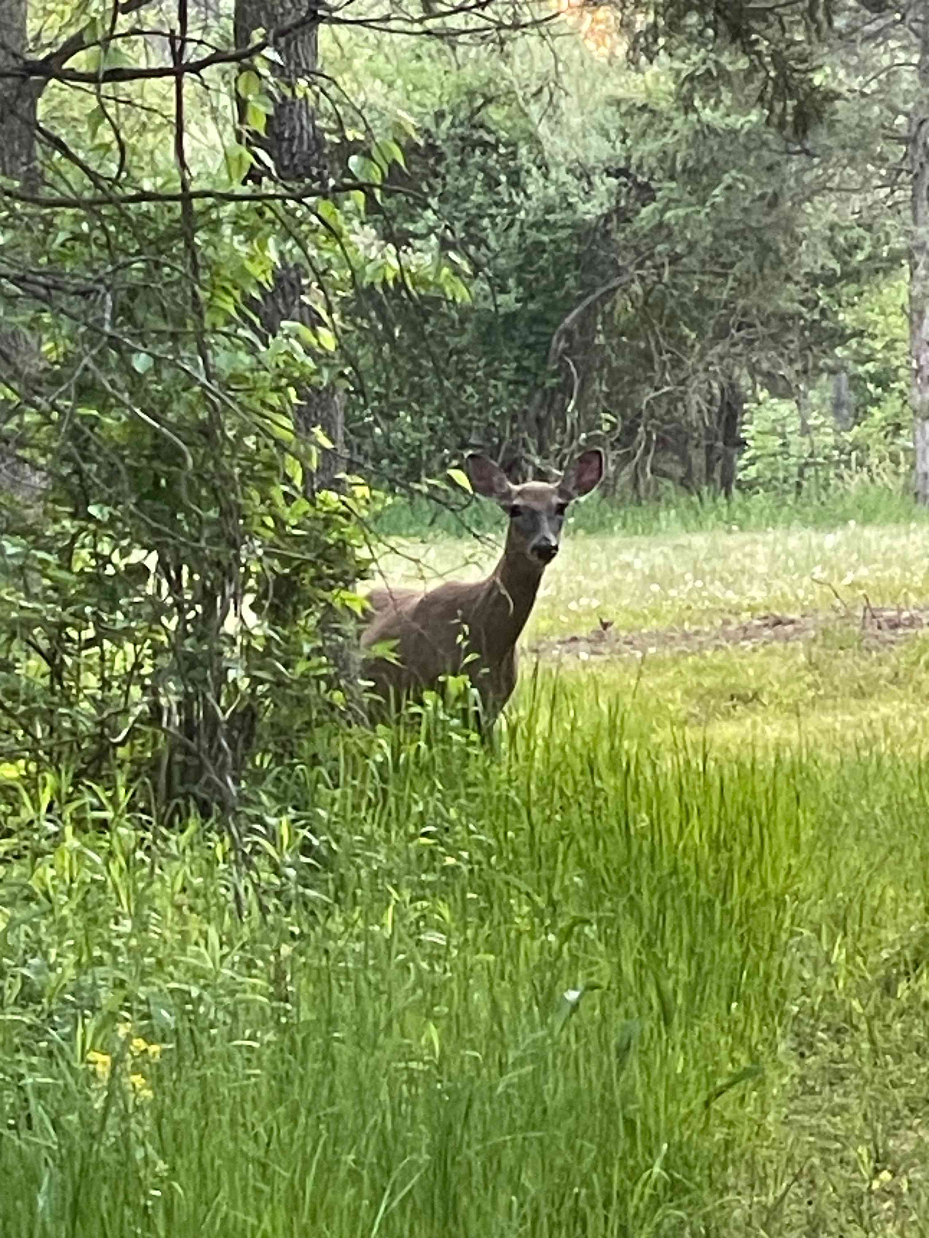 Many deer live here! This is Clairece ! I see her almost every day here!❤️