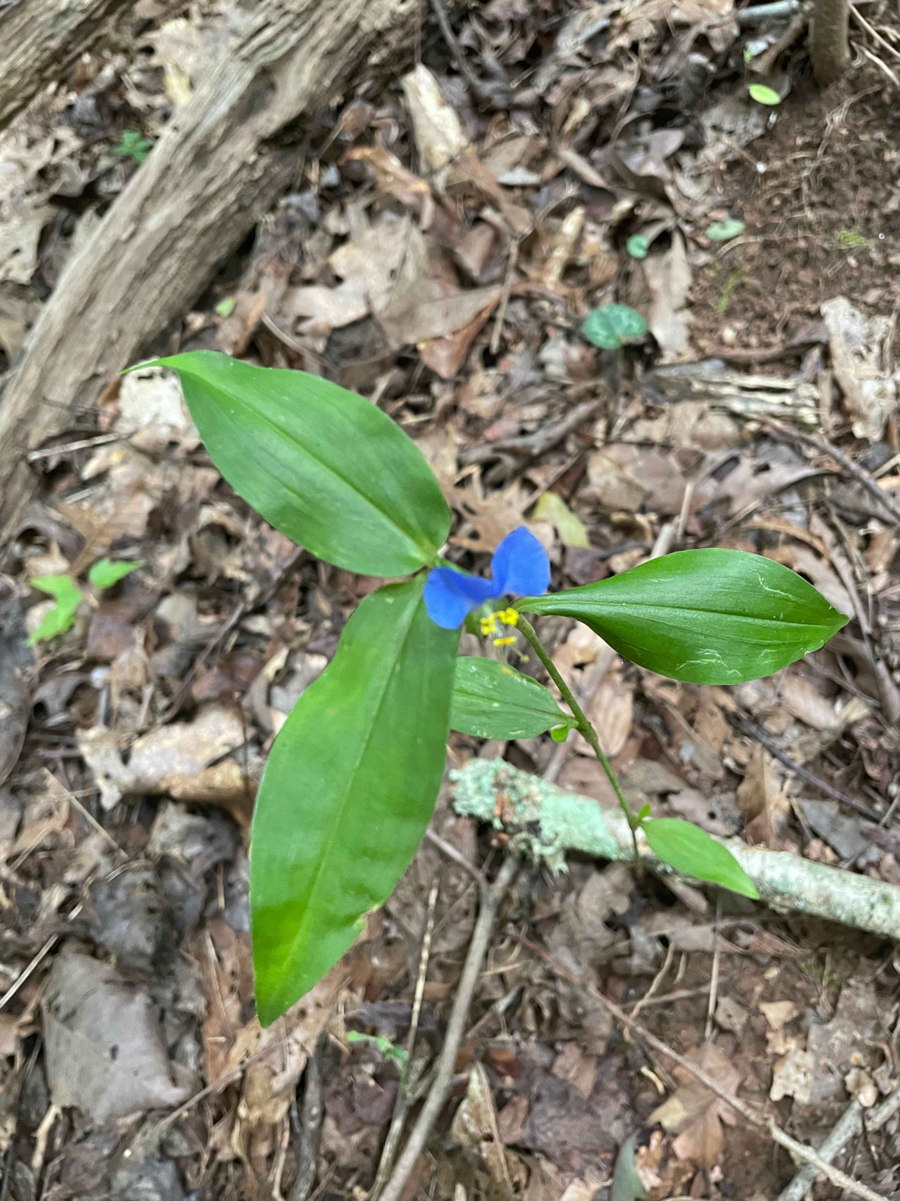 Fruit of the Spirit Farm