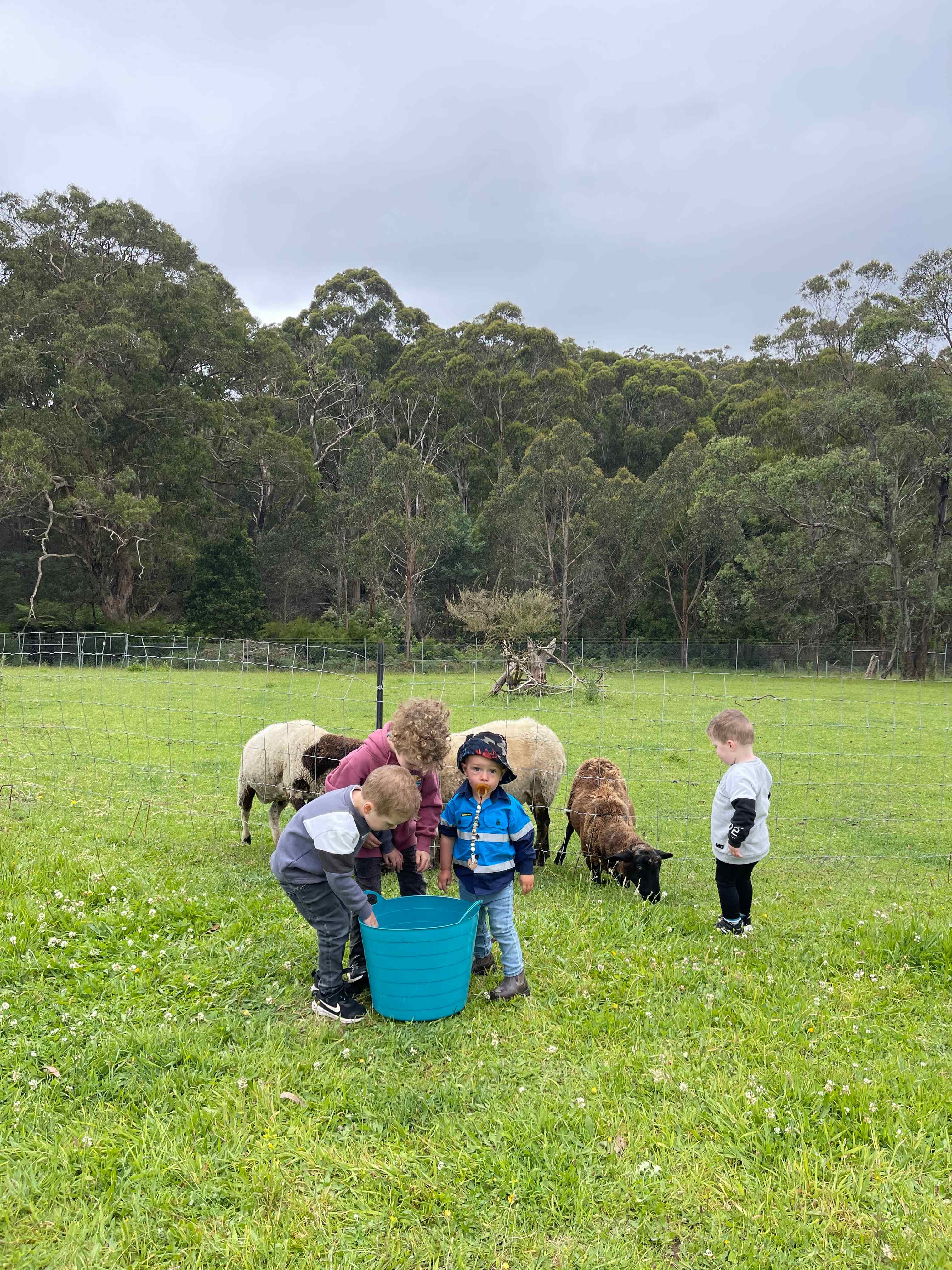 Hand feeding the sheep 