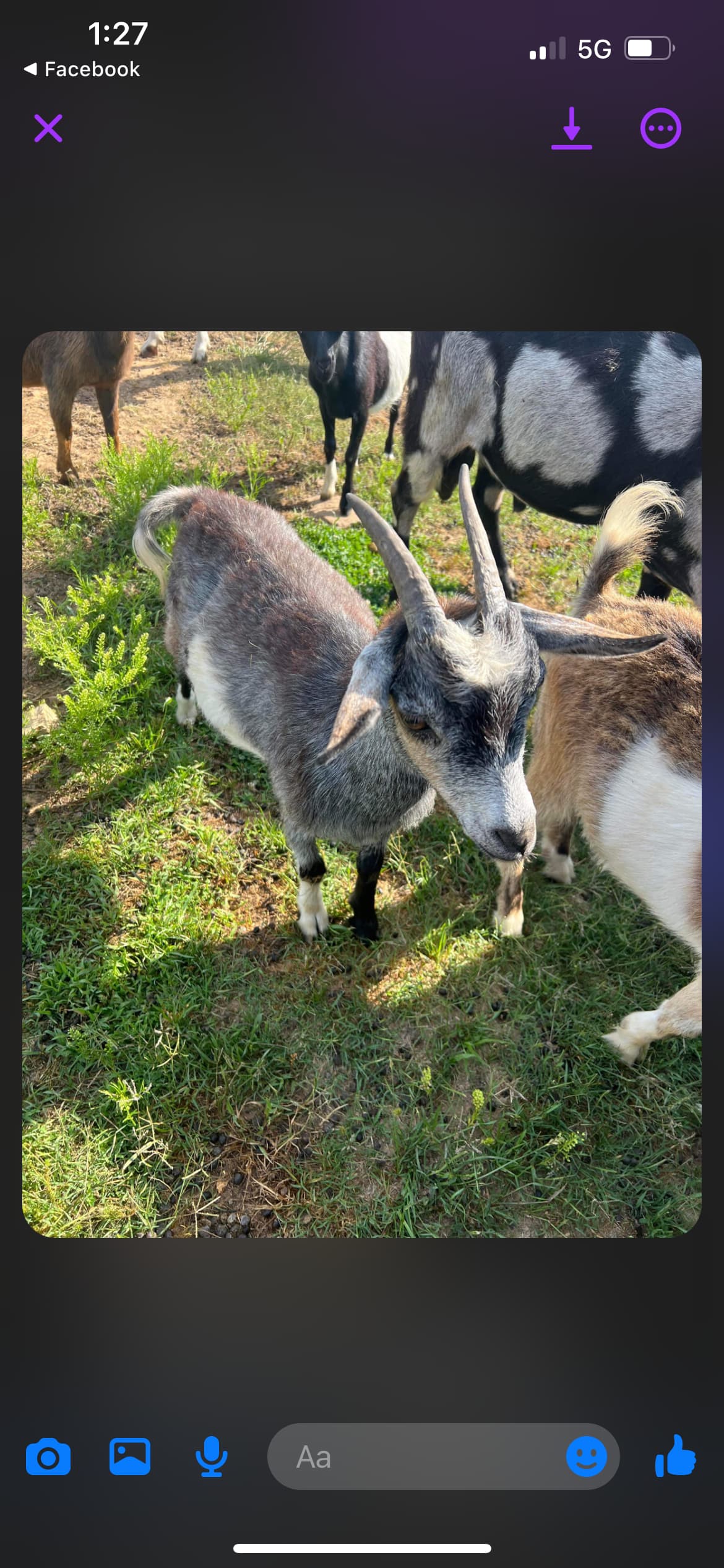 Spend you day watching the goats play! 