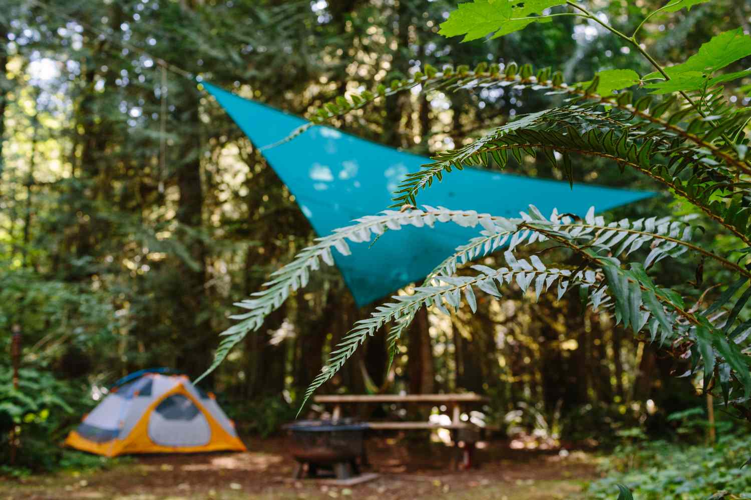 Cedar+Fern