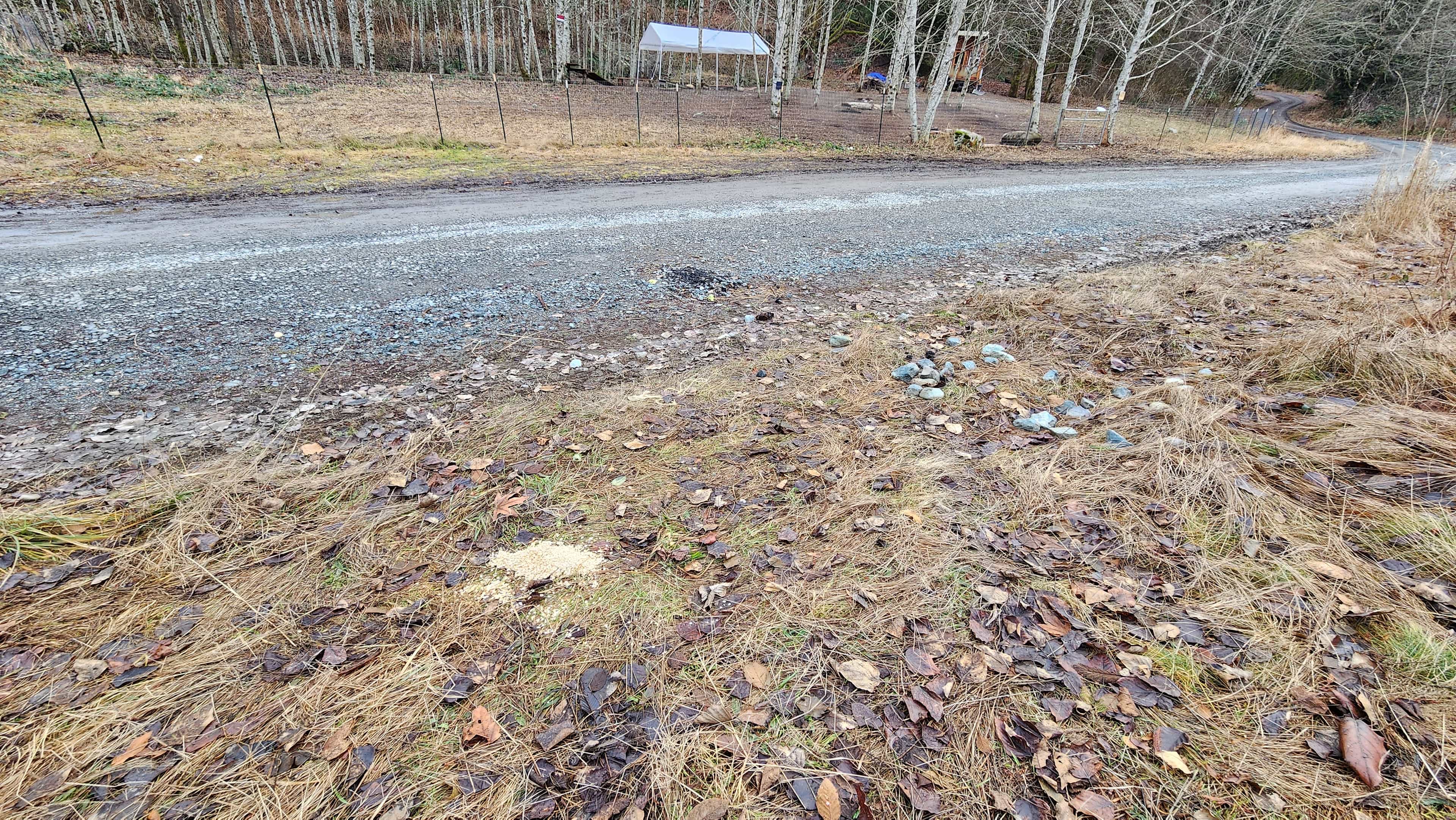 Wickersham Forest