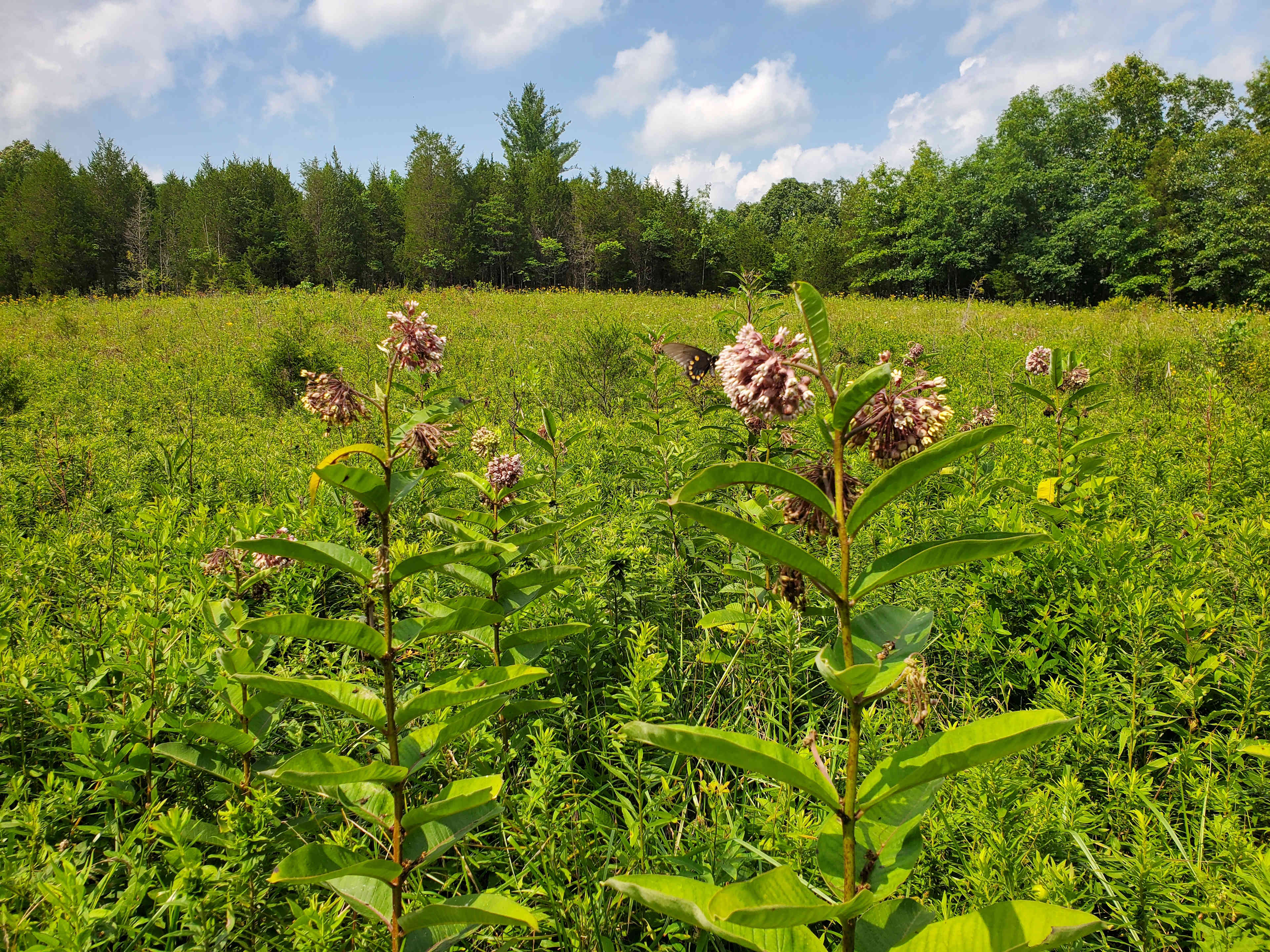 Pollinator Habitat