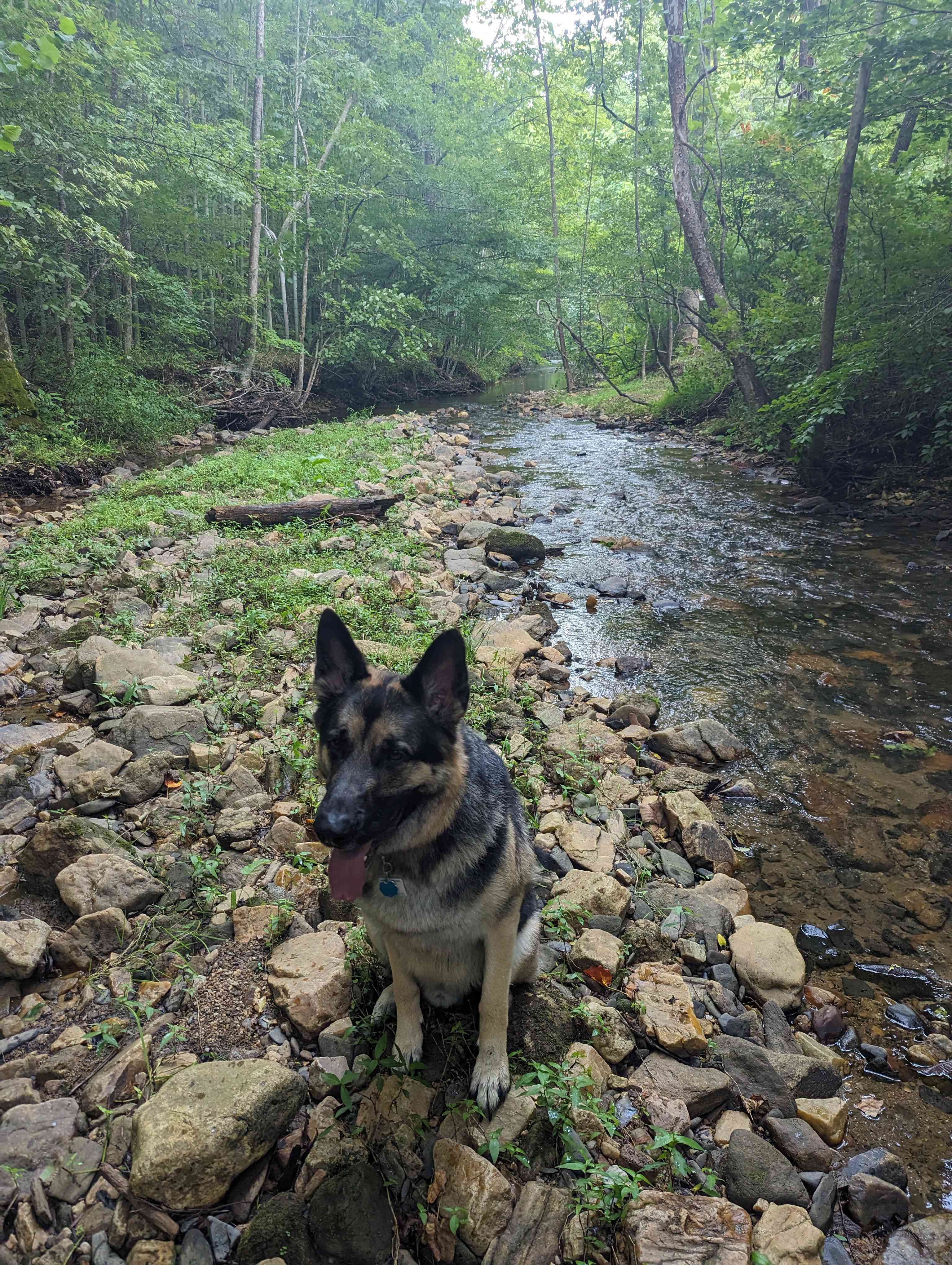 Gustav enjoying Peppers Creek