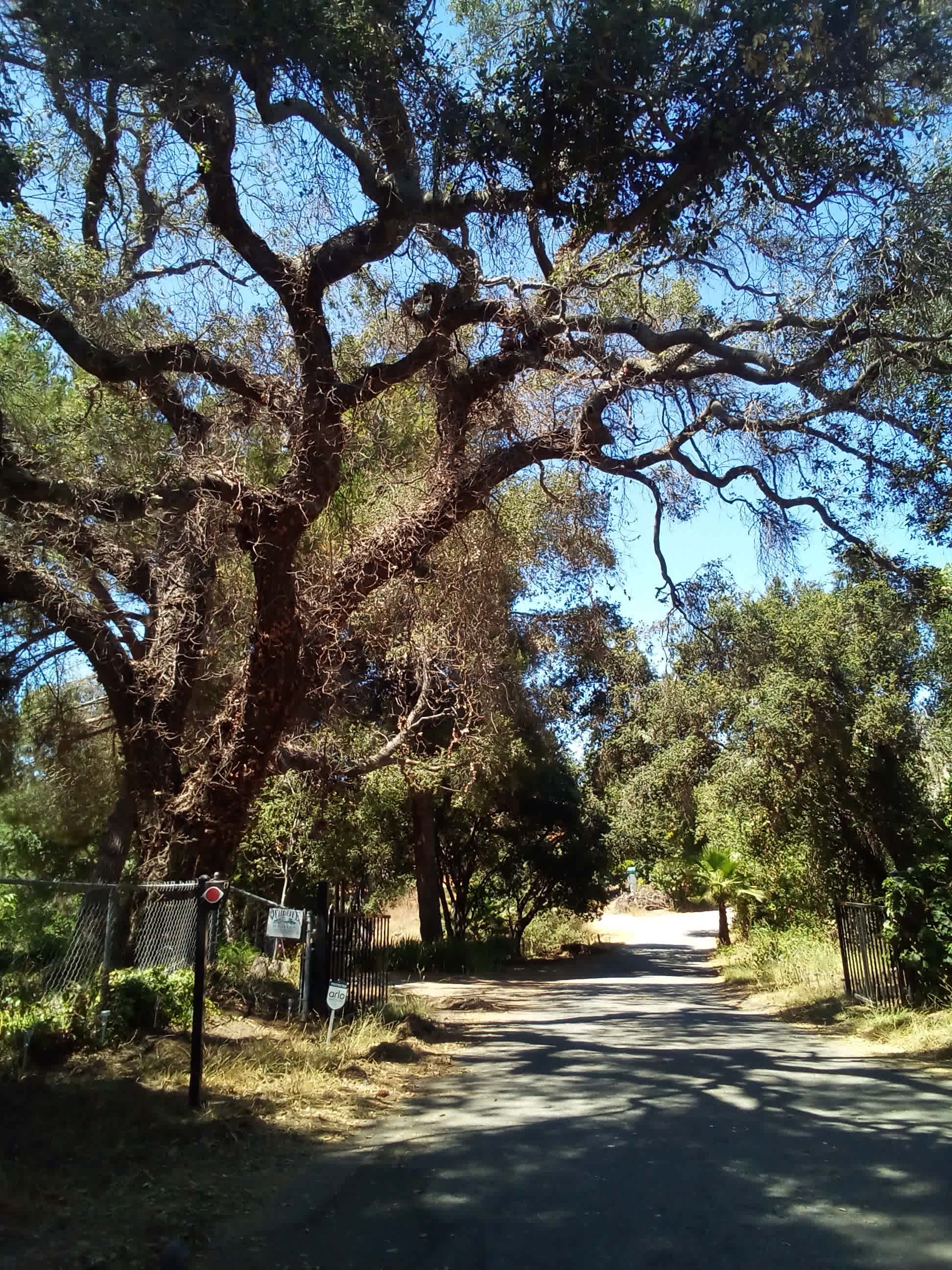 PATTI OAKS