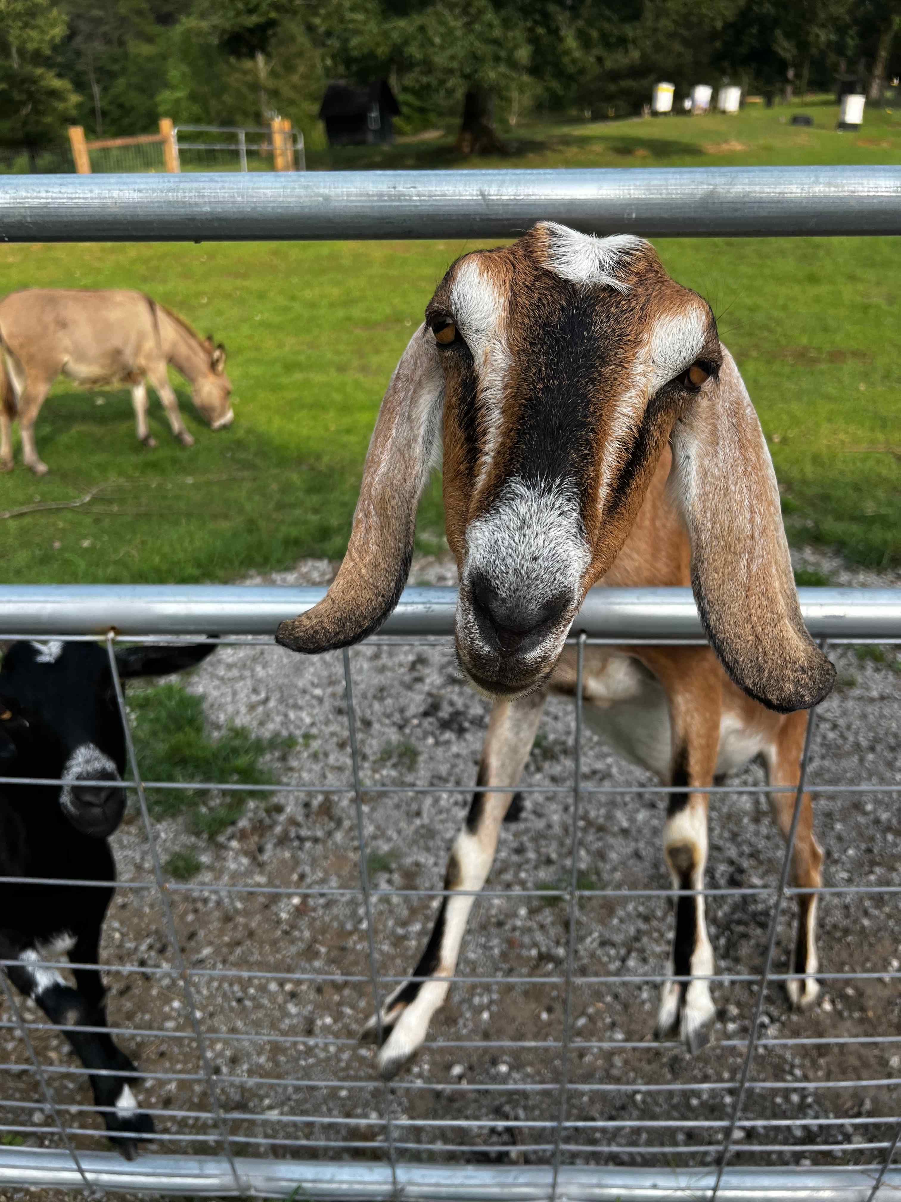 Sipsey Creek Farm