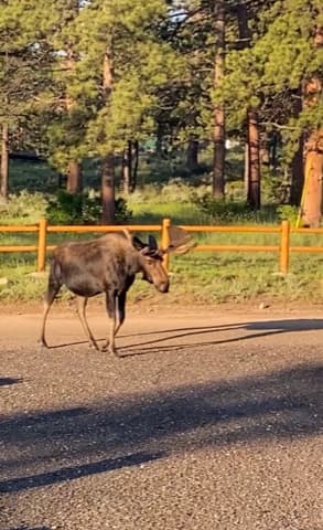 Moseying Moose RV Sites