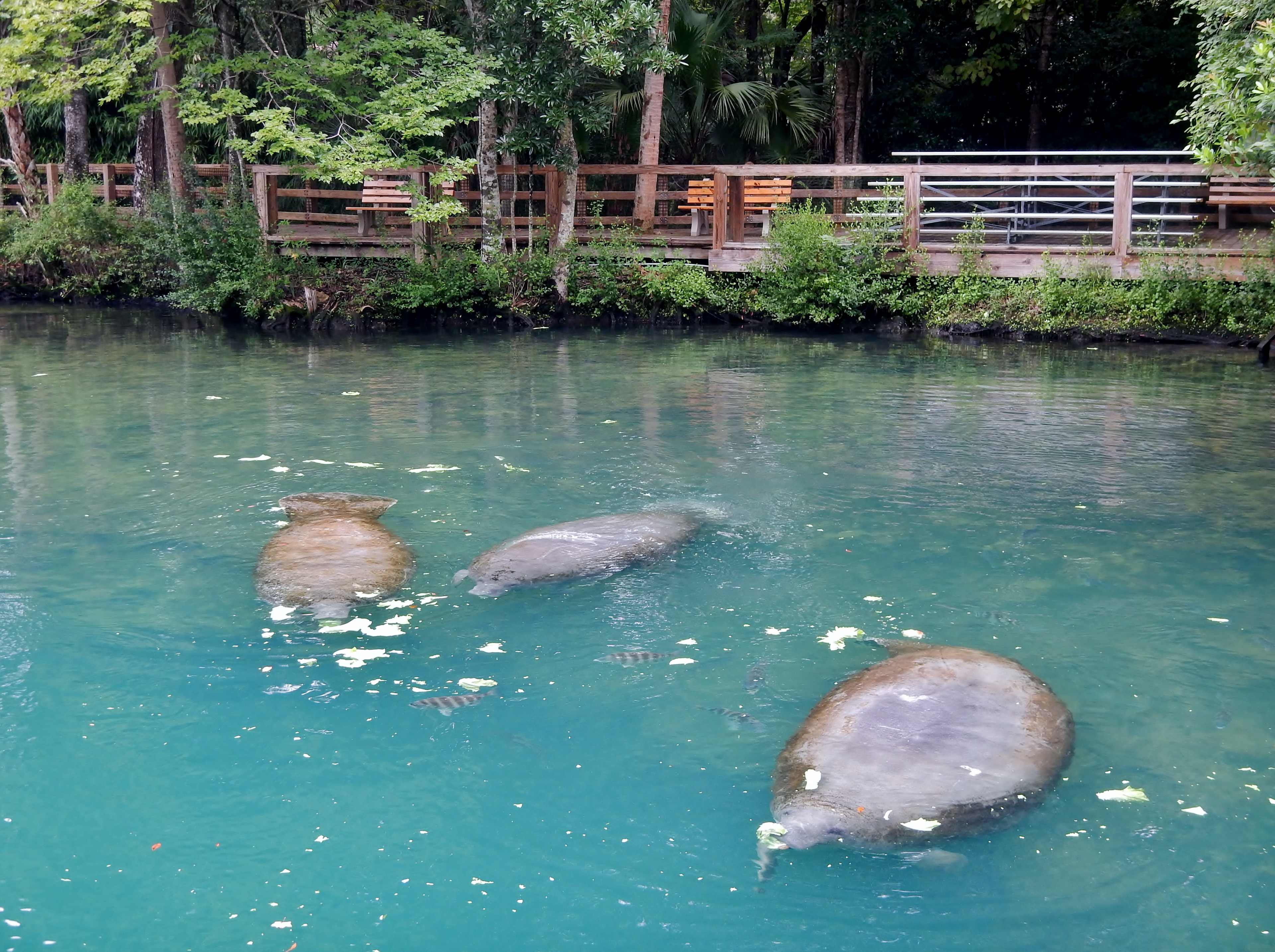 Ellie Schiller Homosassa Springs Wildlife State Park