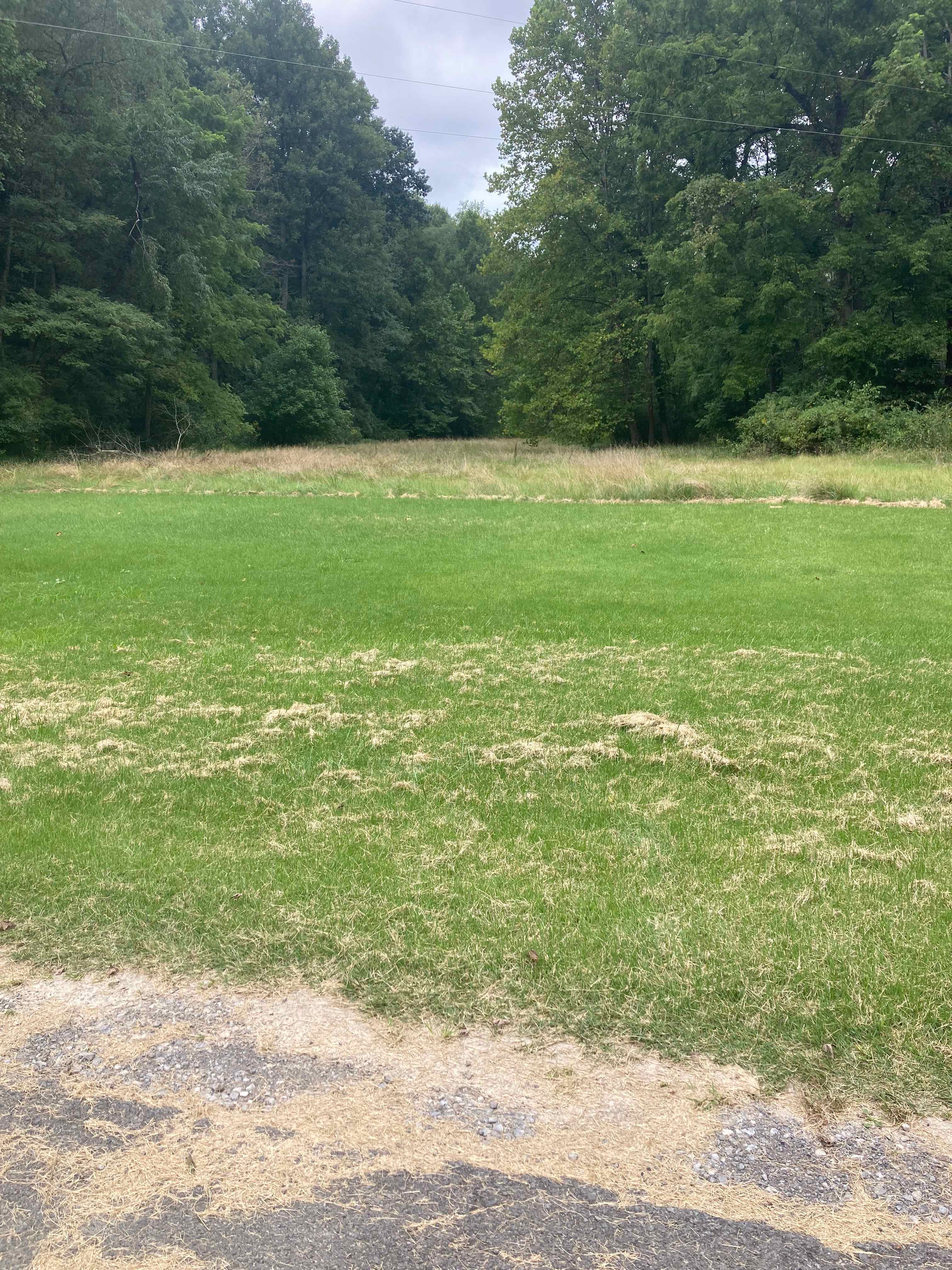McShea's Land