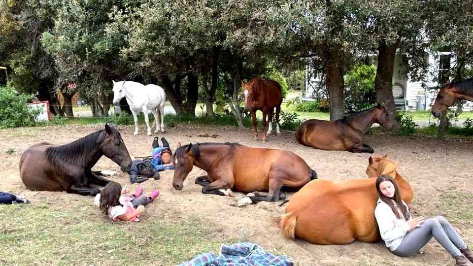 Therapy Horses