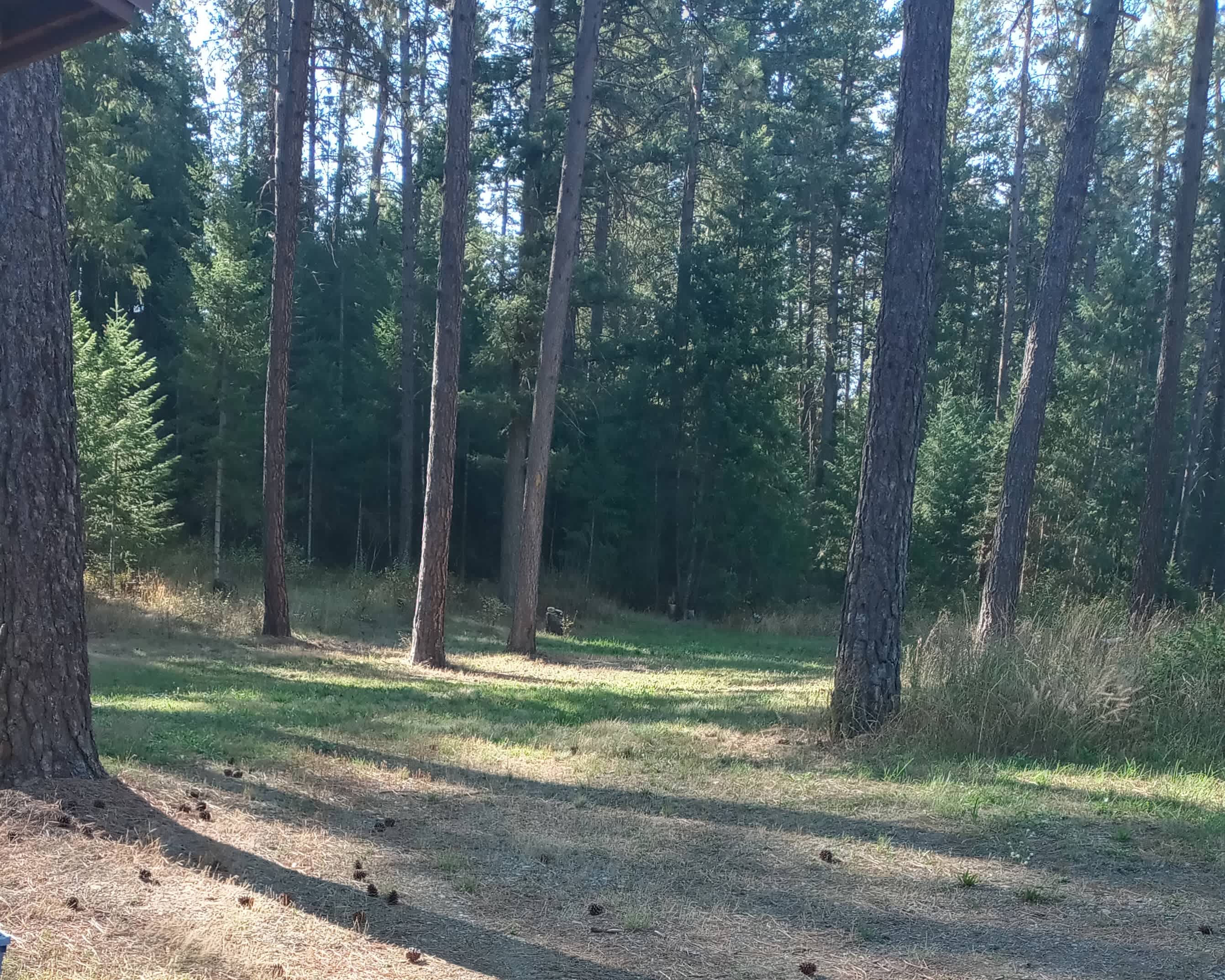 Poleline Pines