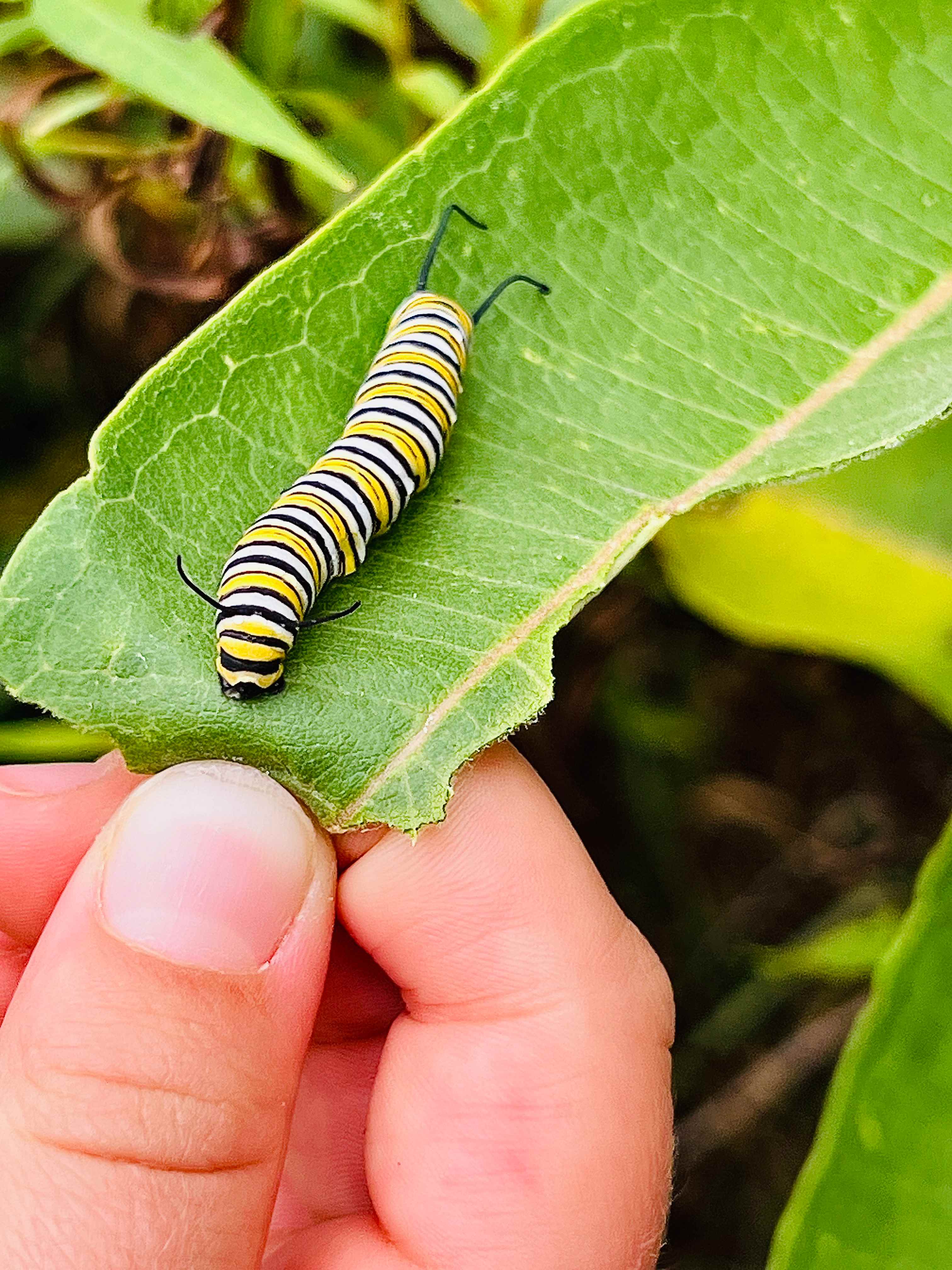 Monarch caterpillar on it's host plant, Milkweed!