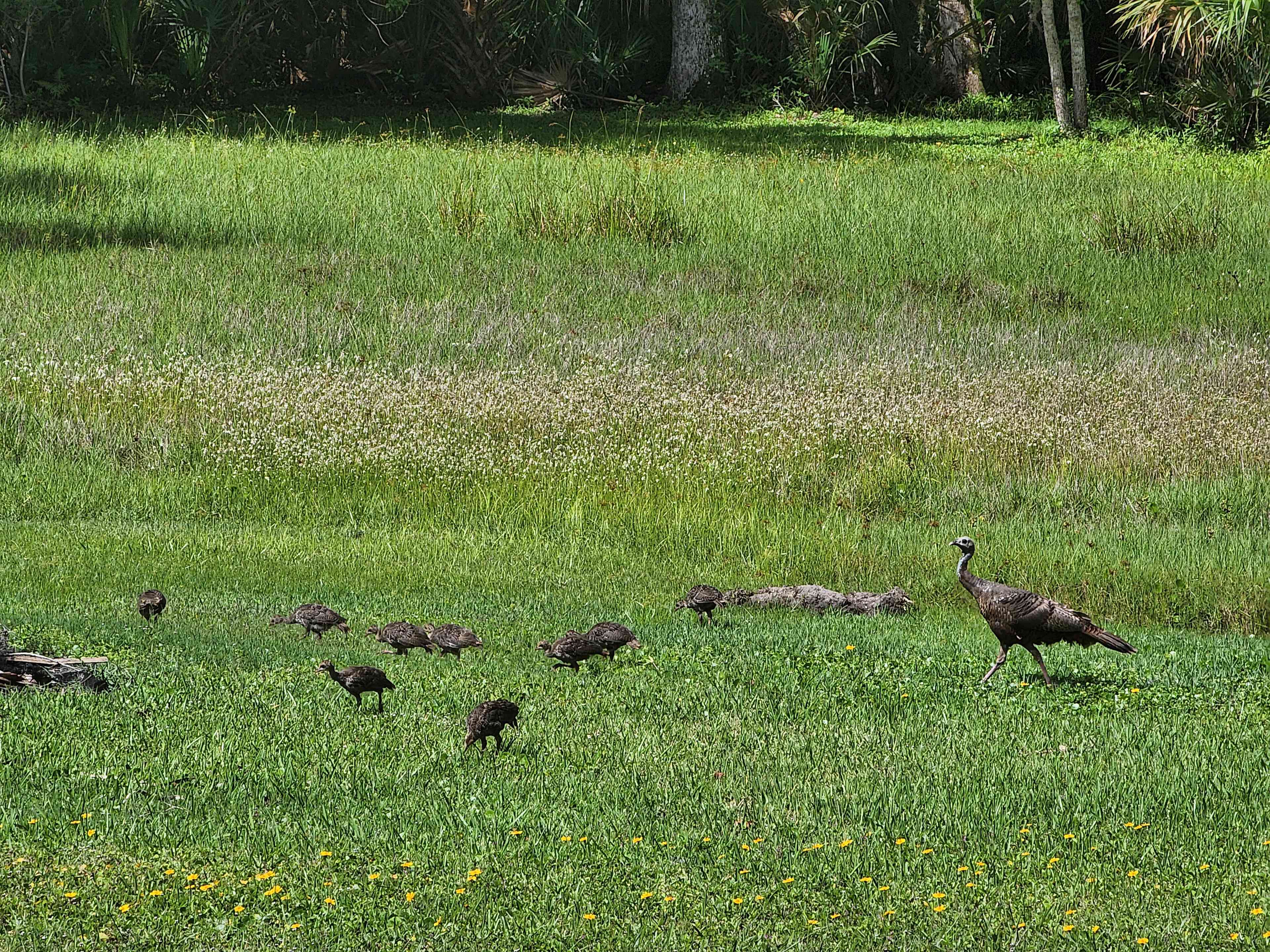 Look at all the babies with their mama!