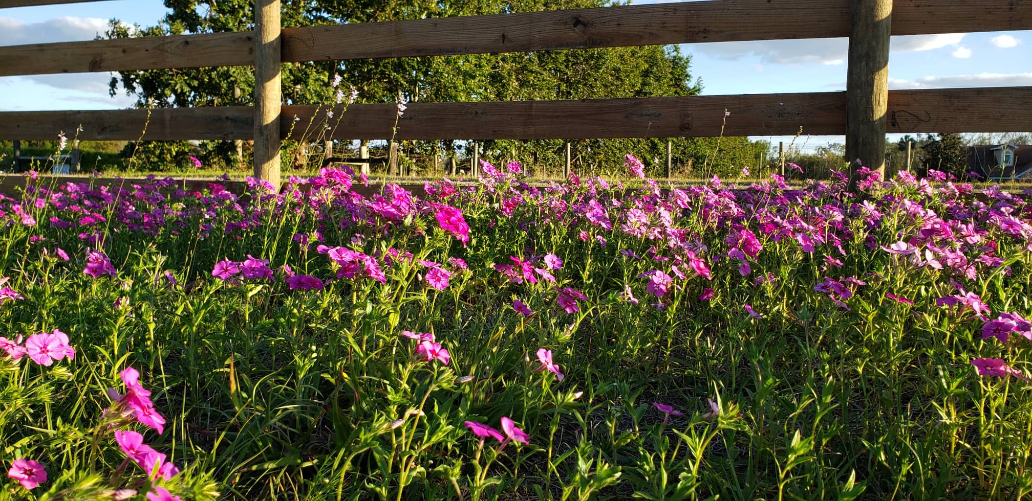 Phlox bloom in the spring to early summer. 