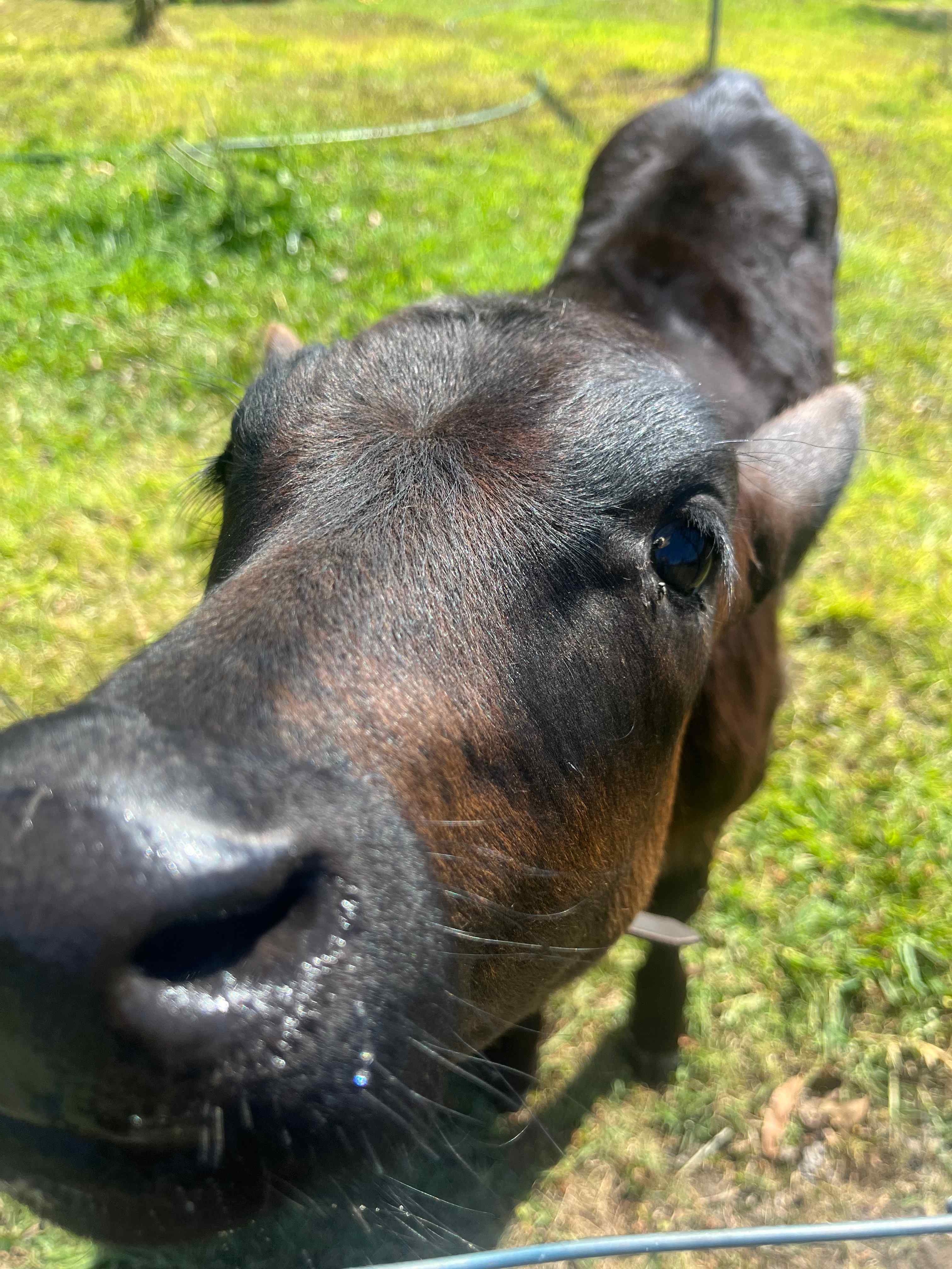 Meet and bottle feed Dasiy the cow, born July 2023 