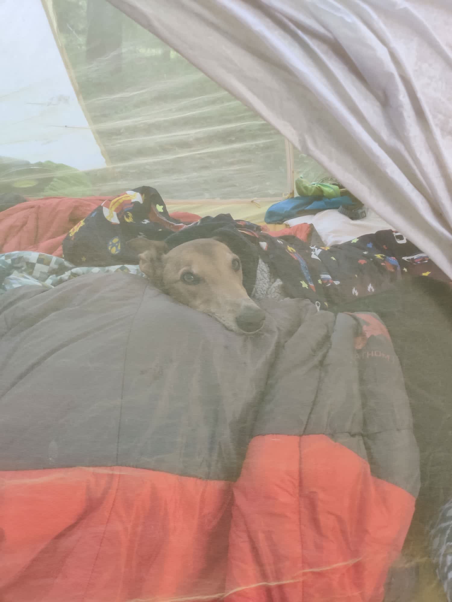 Dog friendly site