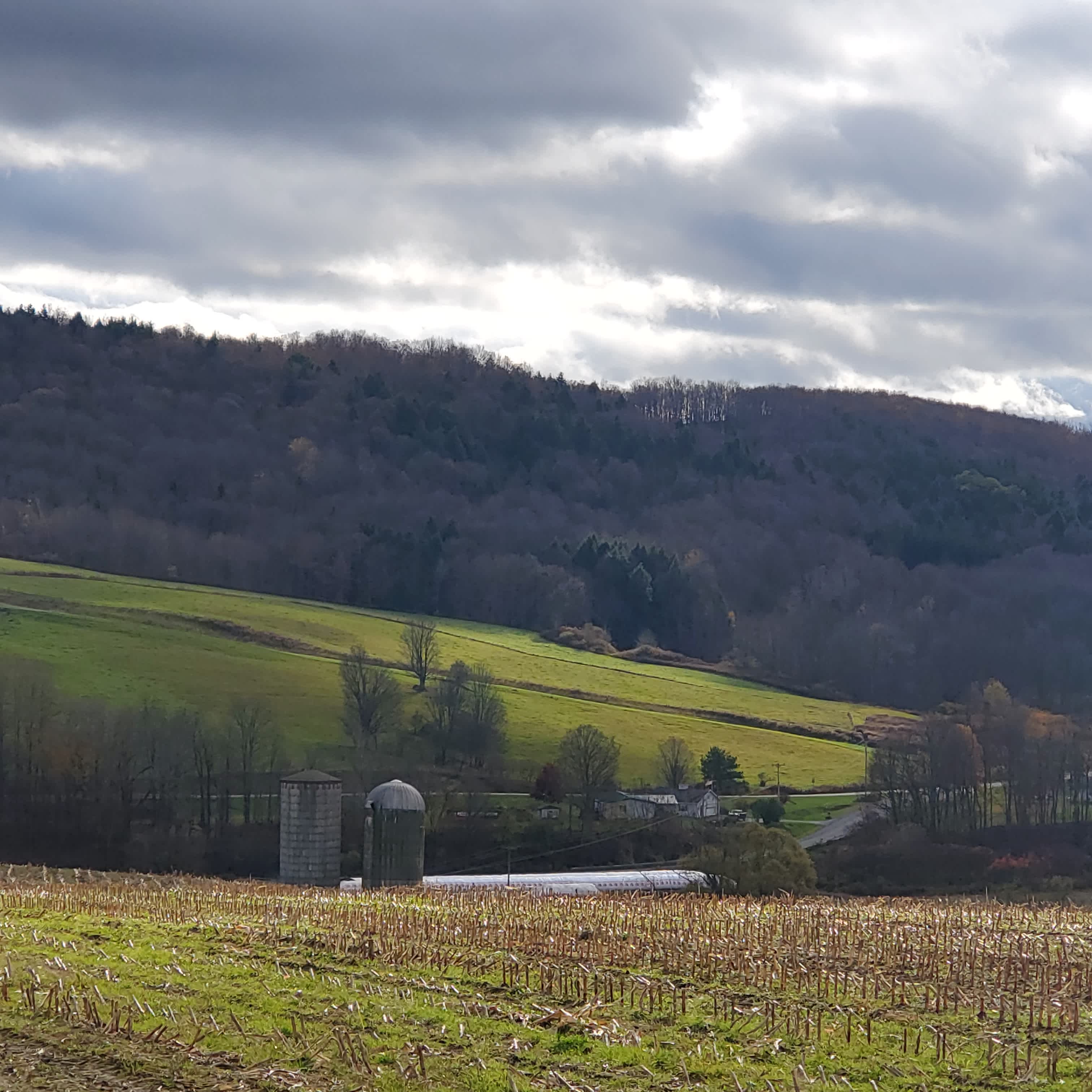 Hoot Owl Farms