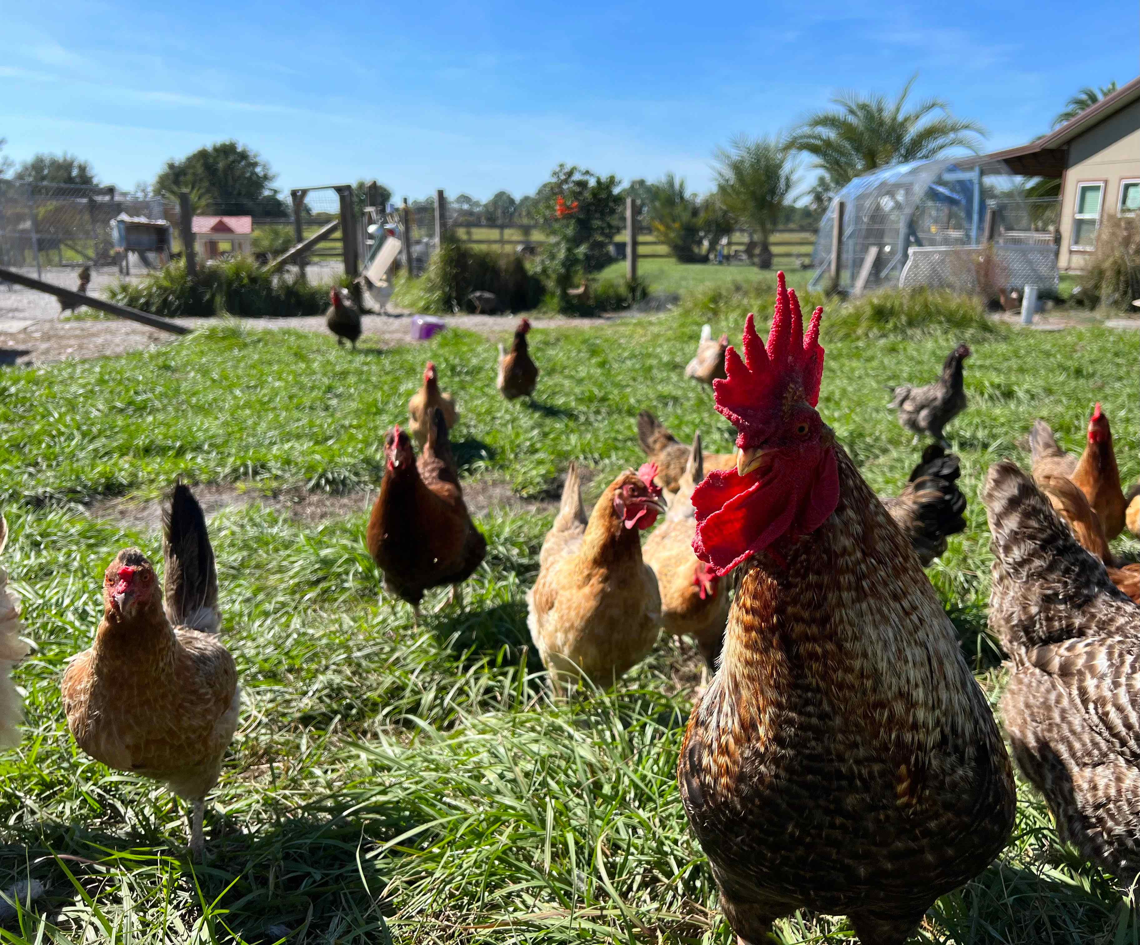 Loghry Chicken Farm
