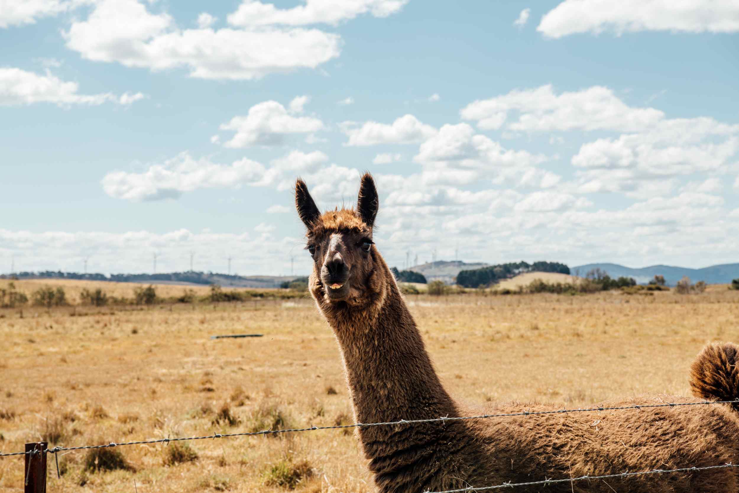 Squashie the llama! Comes right up to you for kisses.