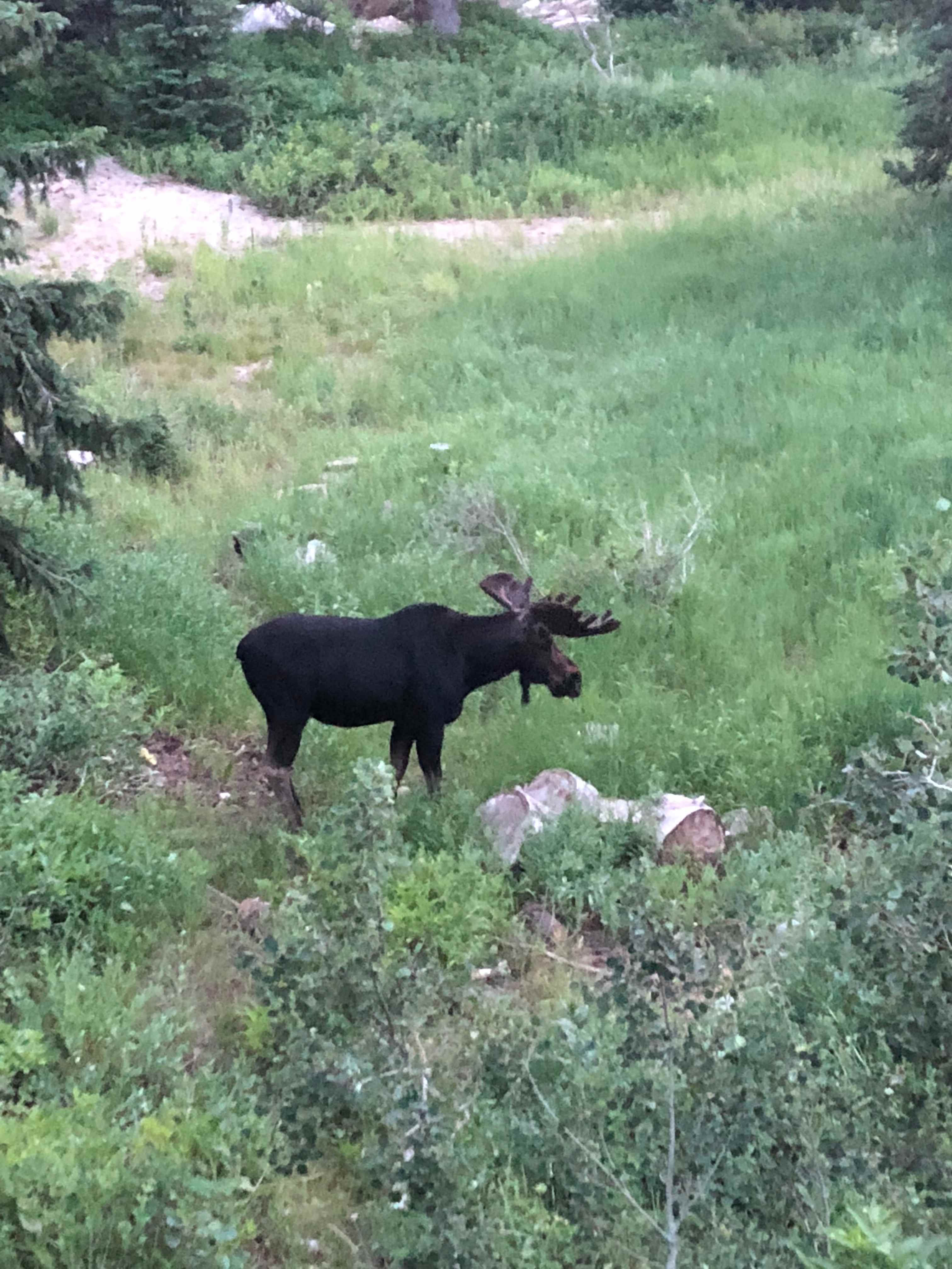 Moose Meadow