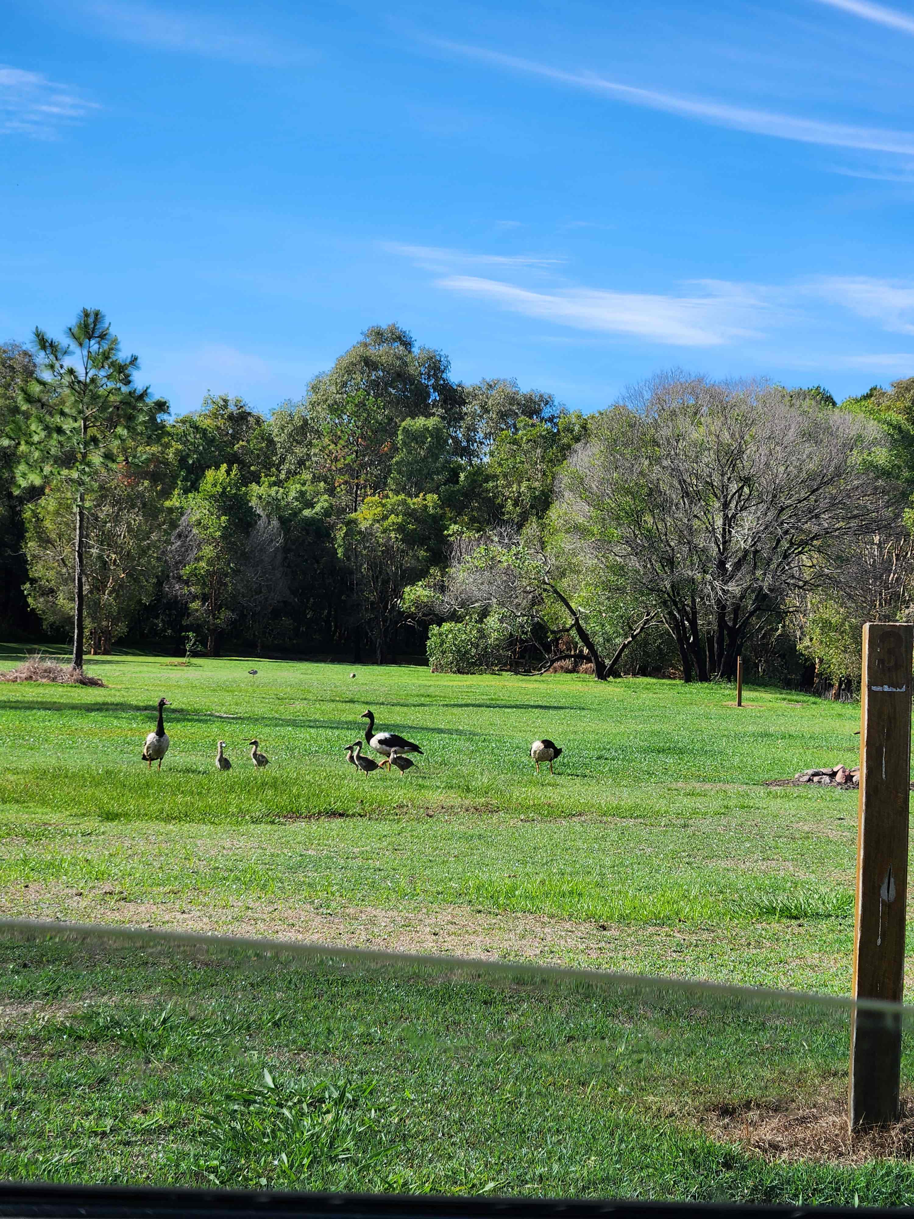 Baby geese :)