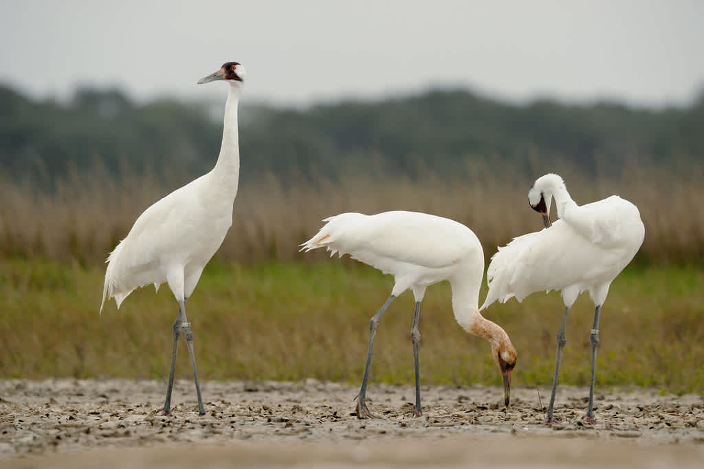 Aransas National Wildlife Refuge