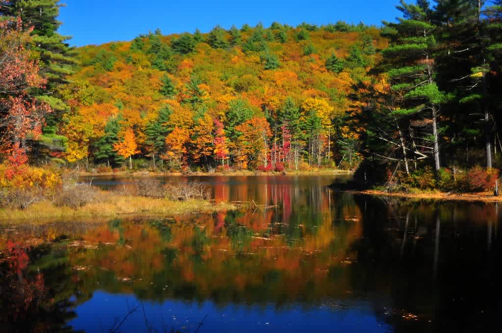Leominster State Forest