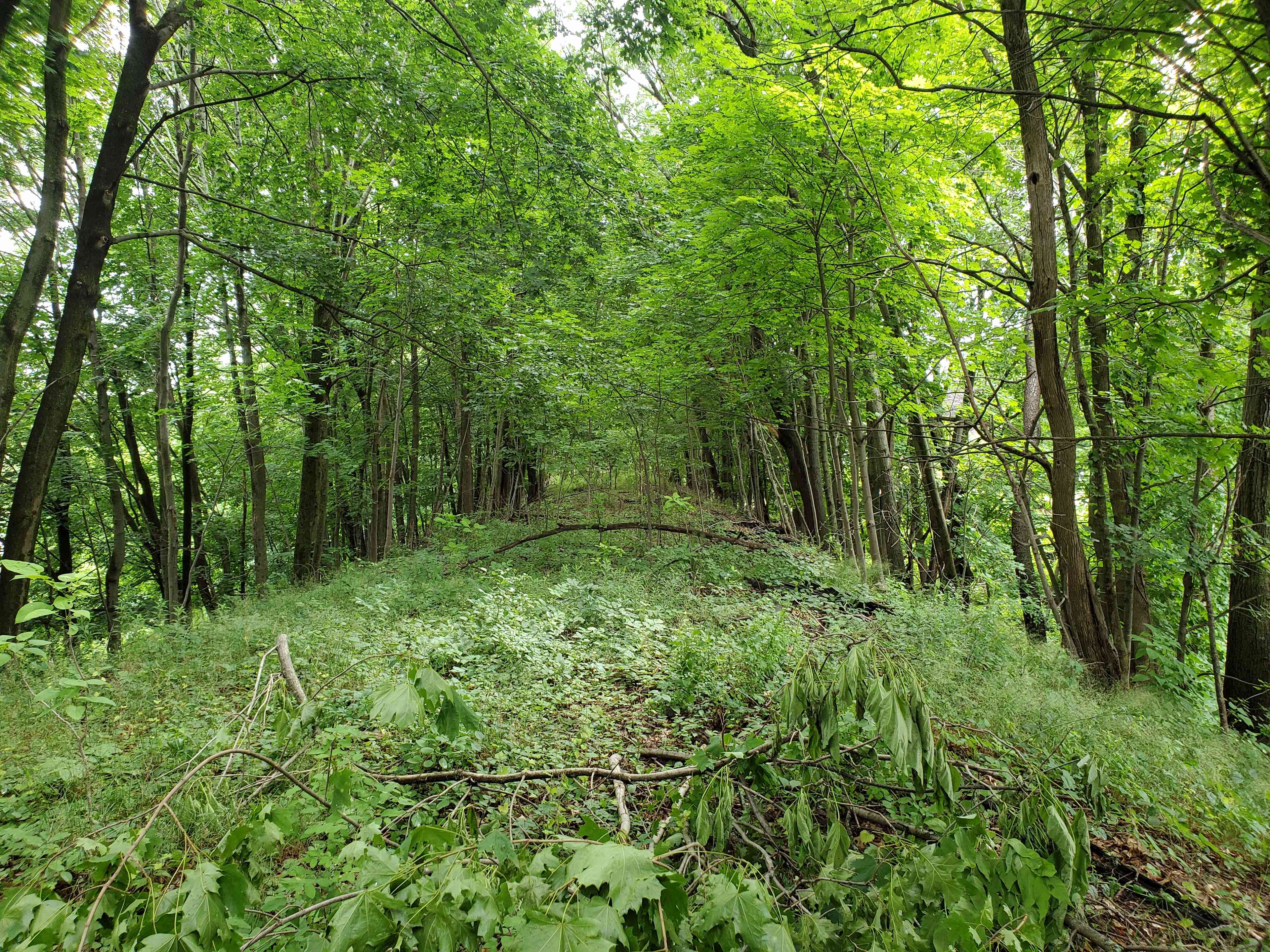 Wrentham State Forest