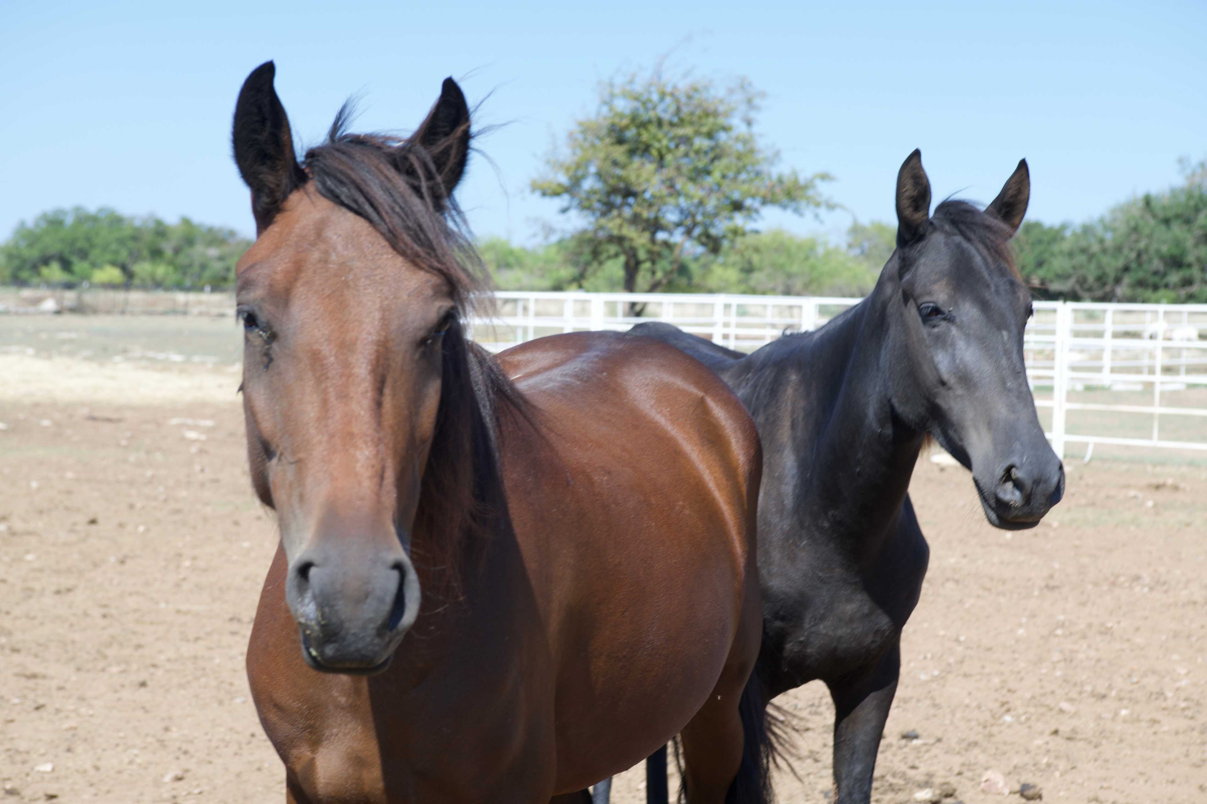 KW Equine Sanctuary and Ranch