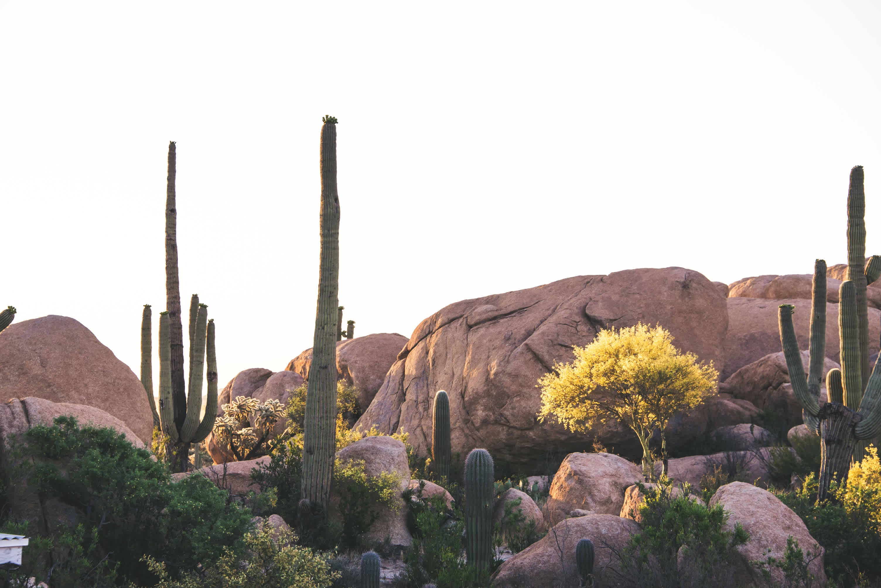 Camping Near Cactus Forest, AZ, US: 20 Best Campgrounds 2026 | Hipcamp