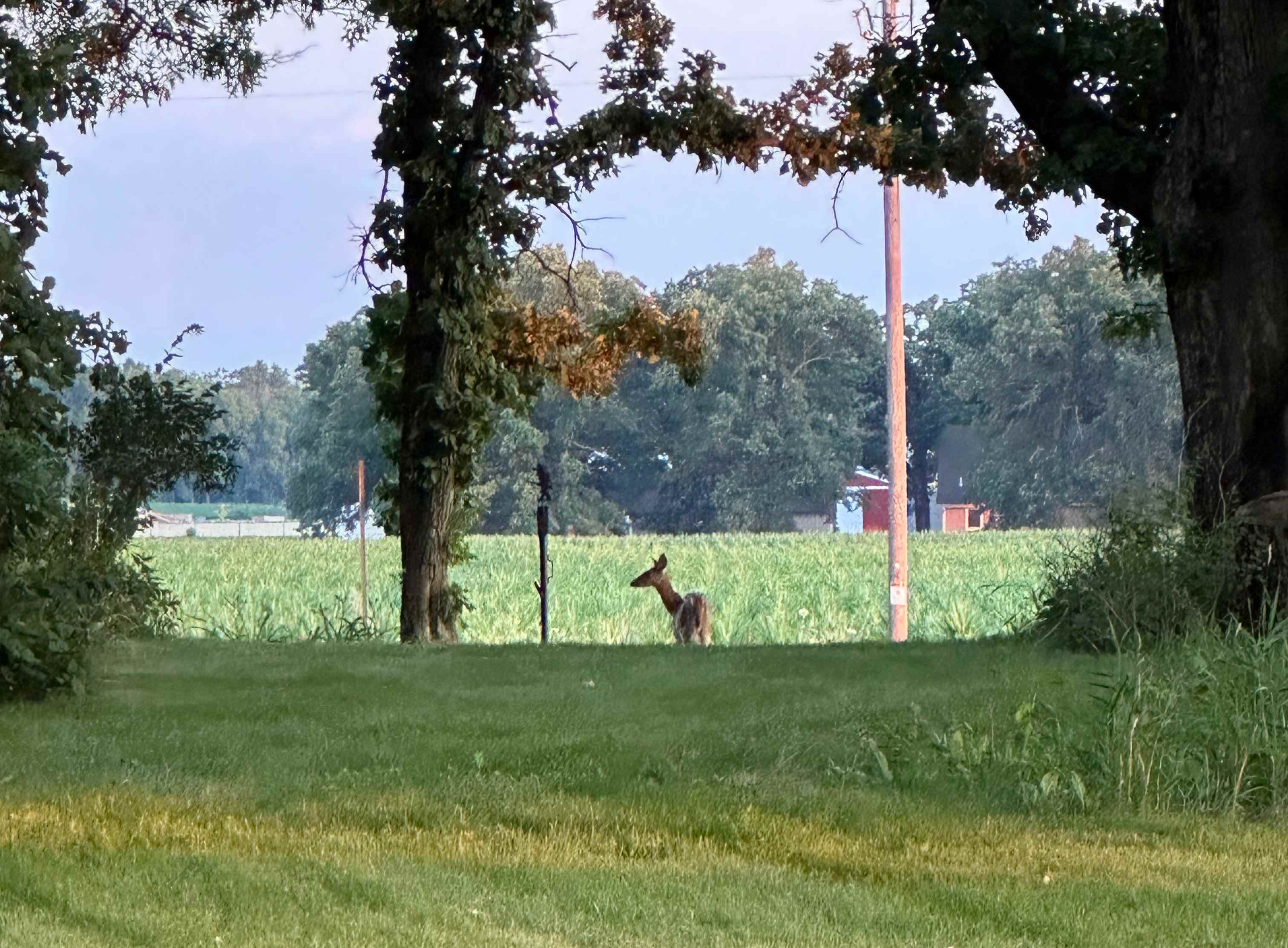 Roy's Acres