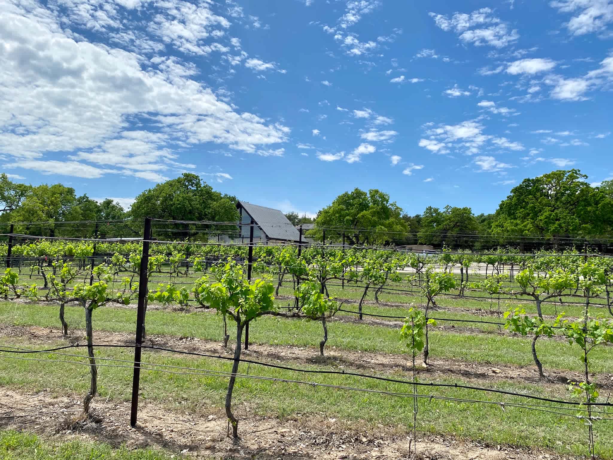 Hamilton Pool Vineyards & Farms