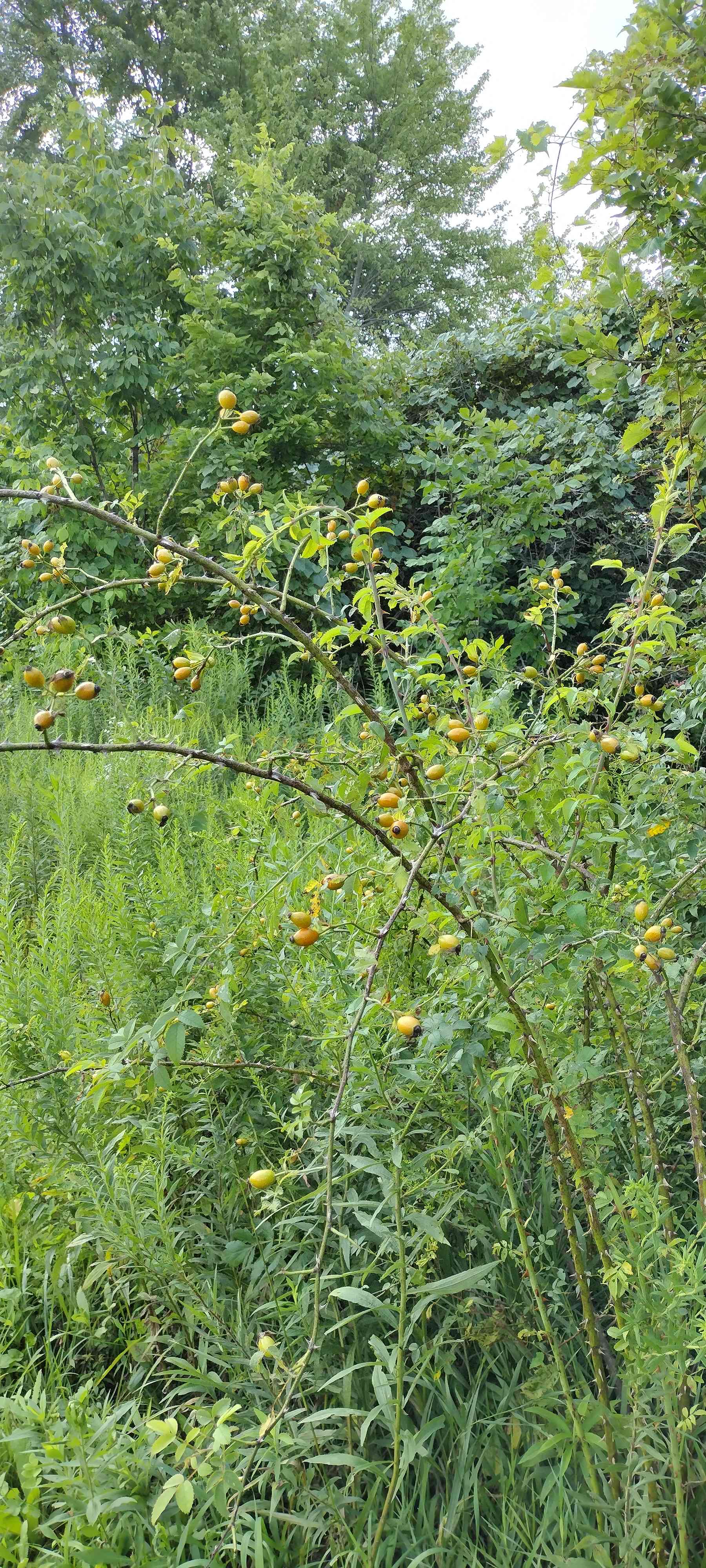 Orchard/Cidery/Meadery on 12 acres!