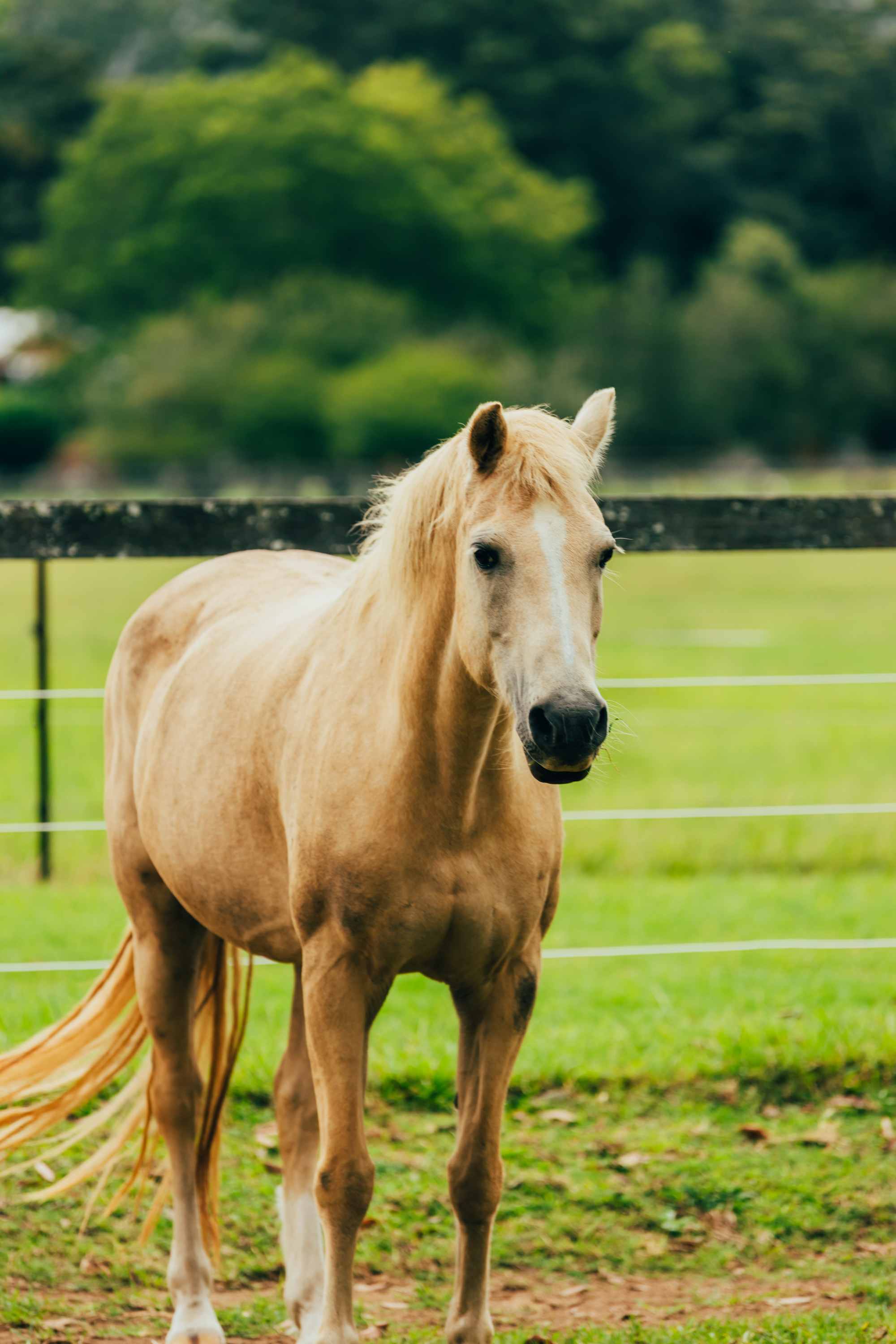 One of many horses on the property