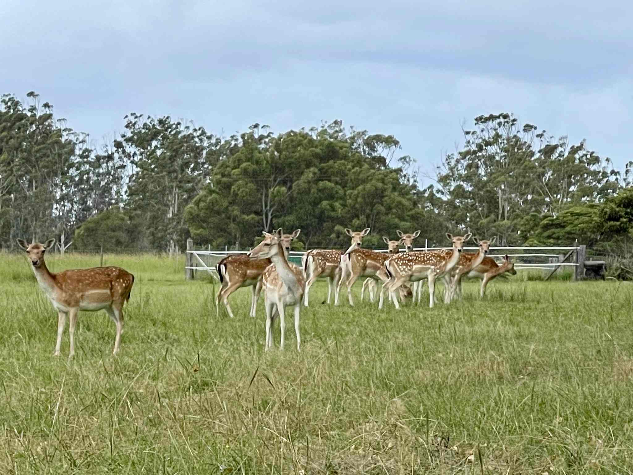 Diamond Park Campsite