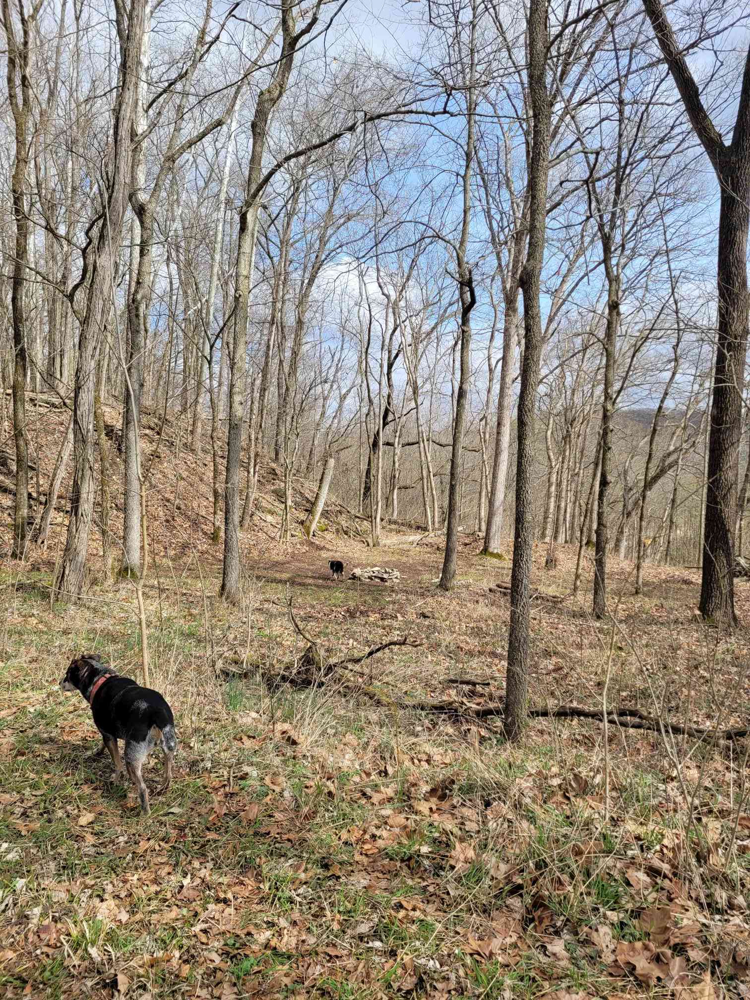 Lower Vista (dogs not included)