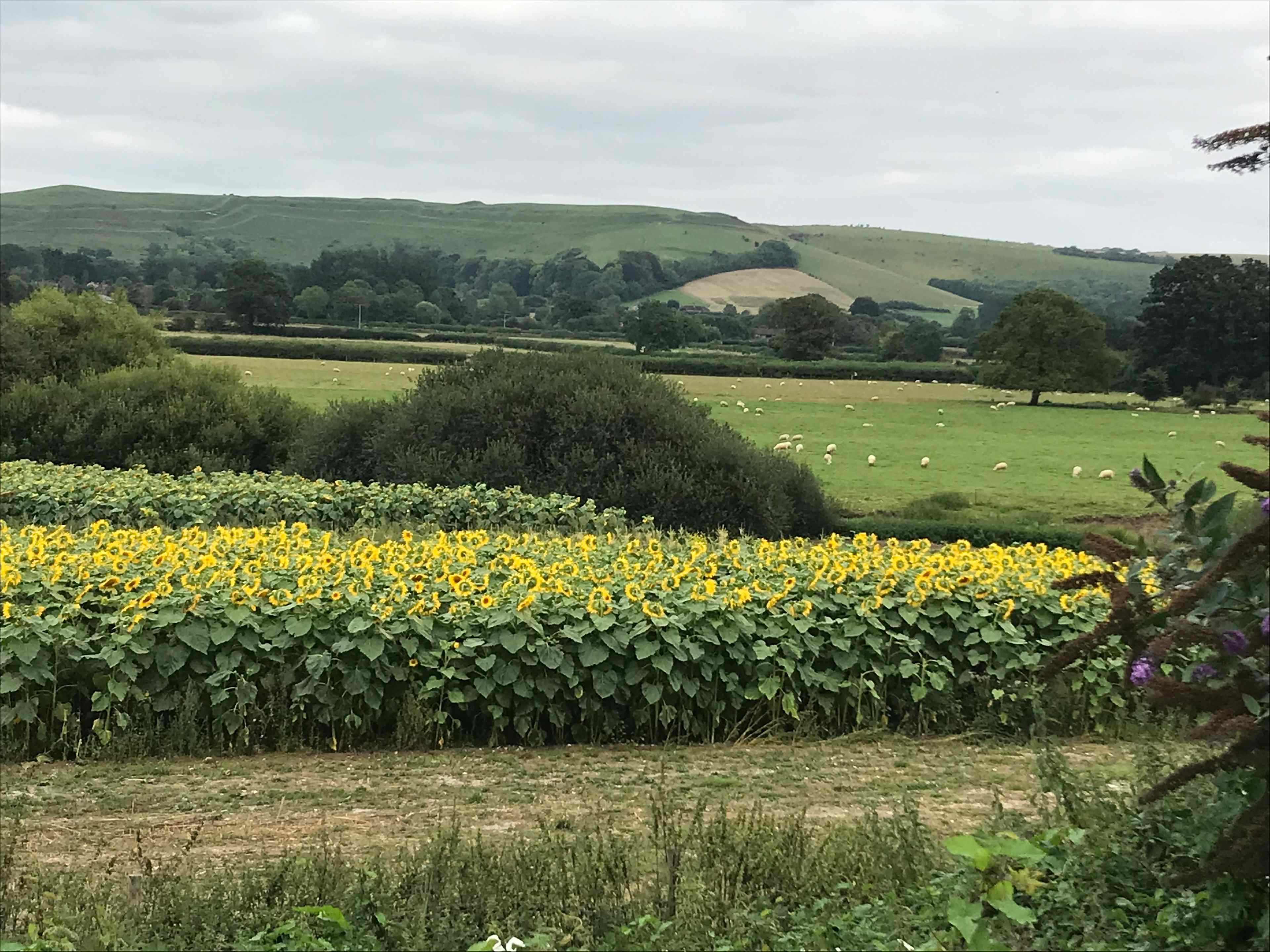 Haywards Bridge Farm