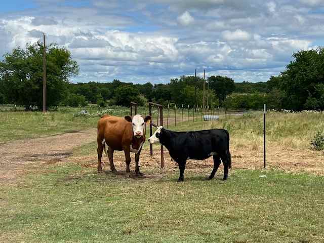 Miniature Cows Farm